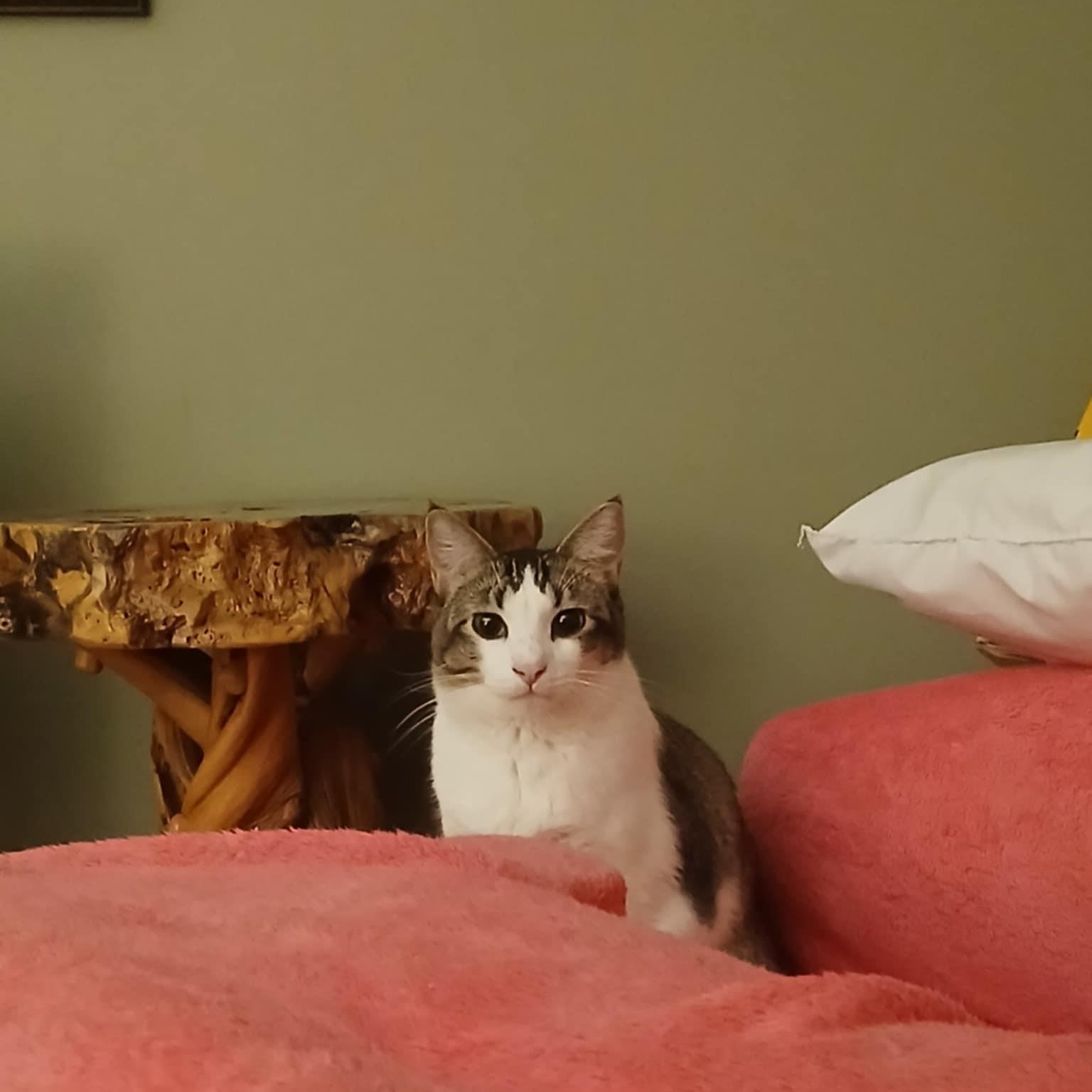 Enlarge Willy, a Adoptable Domestic Short Hair in Novi, MI image 4/6