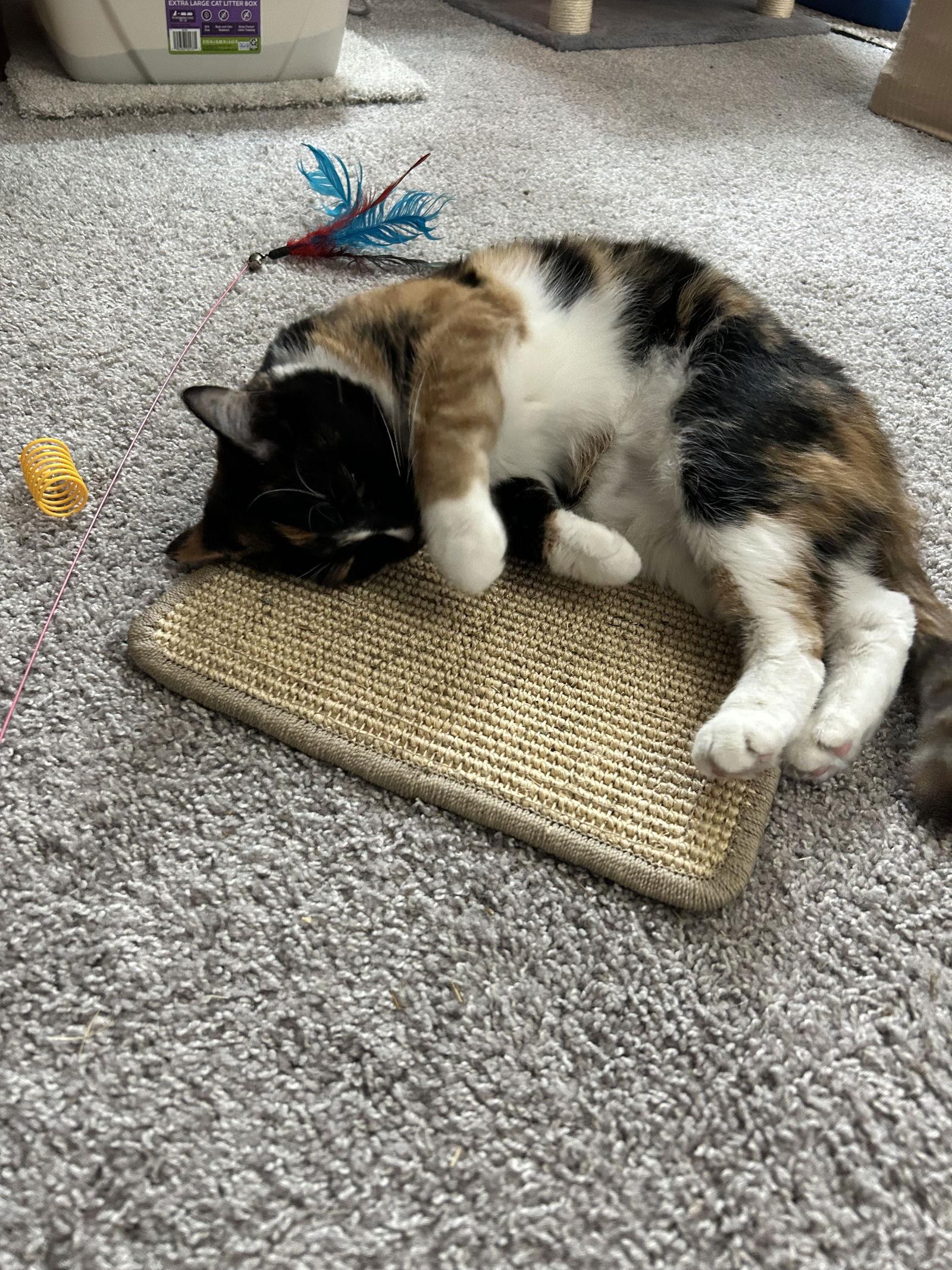 Enlarge Gracie, a Adoptable mixed breed in Columbus, OH image 2/3