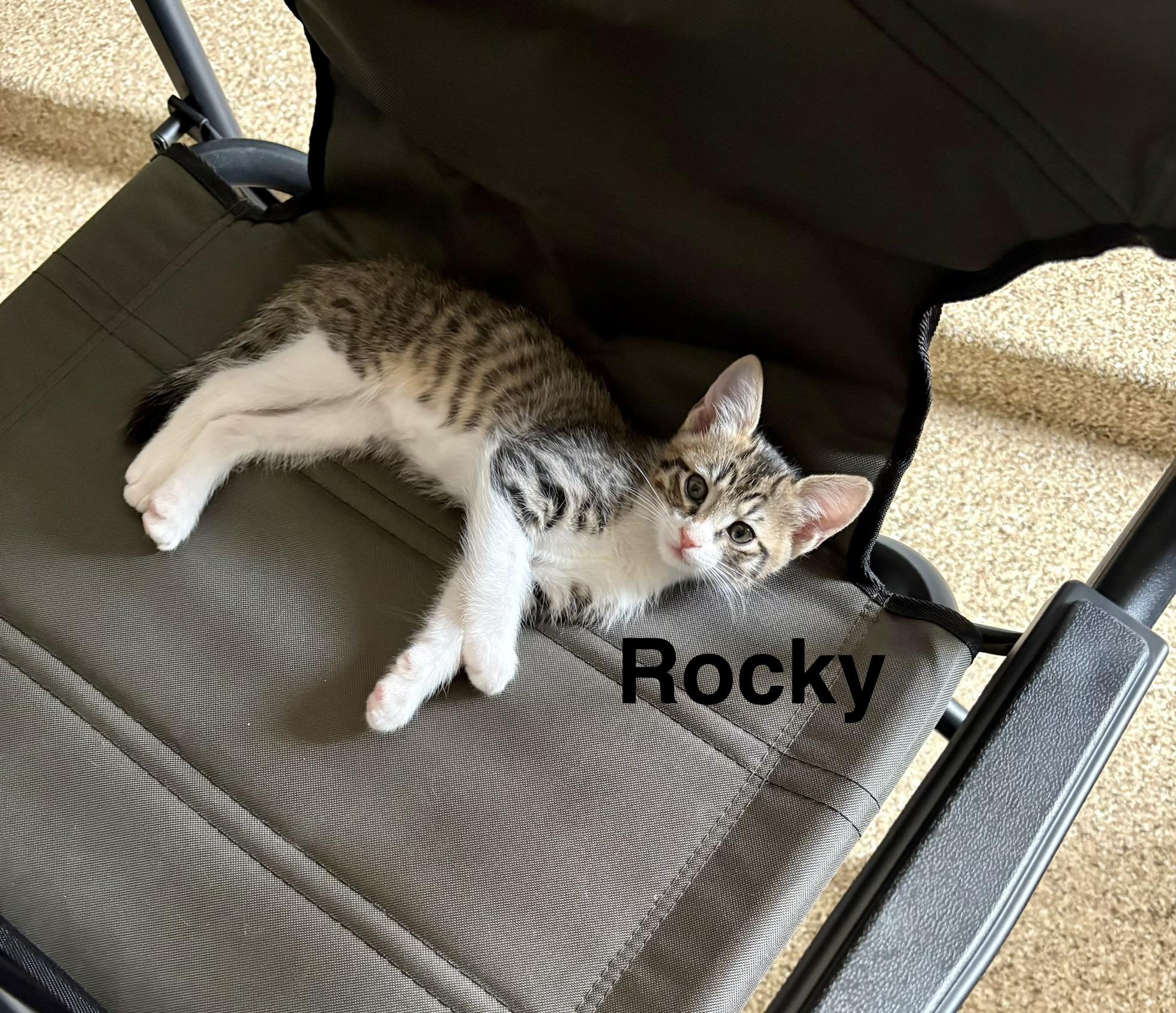 Enlarge Rocky, an adopted Tabby in Queen Creek, AZ image 2/3
