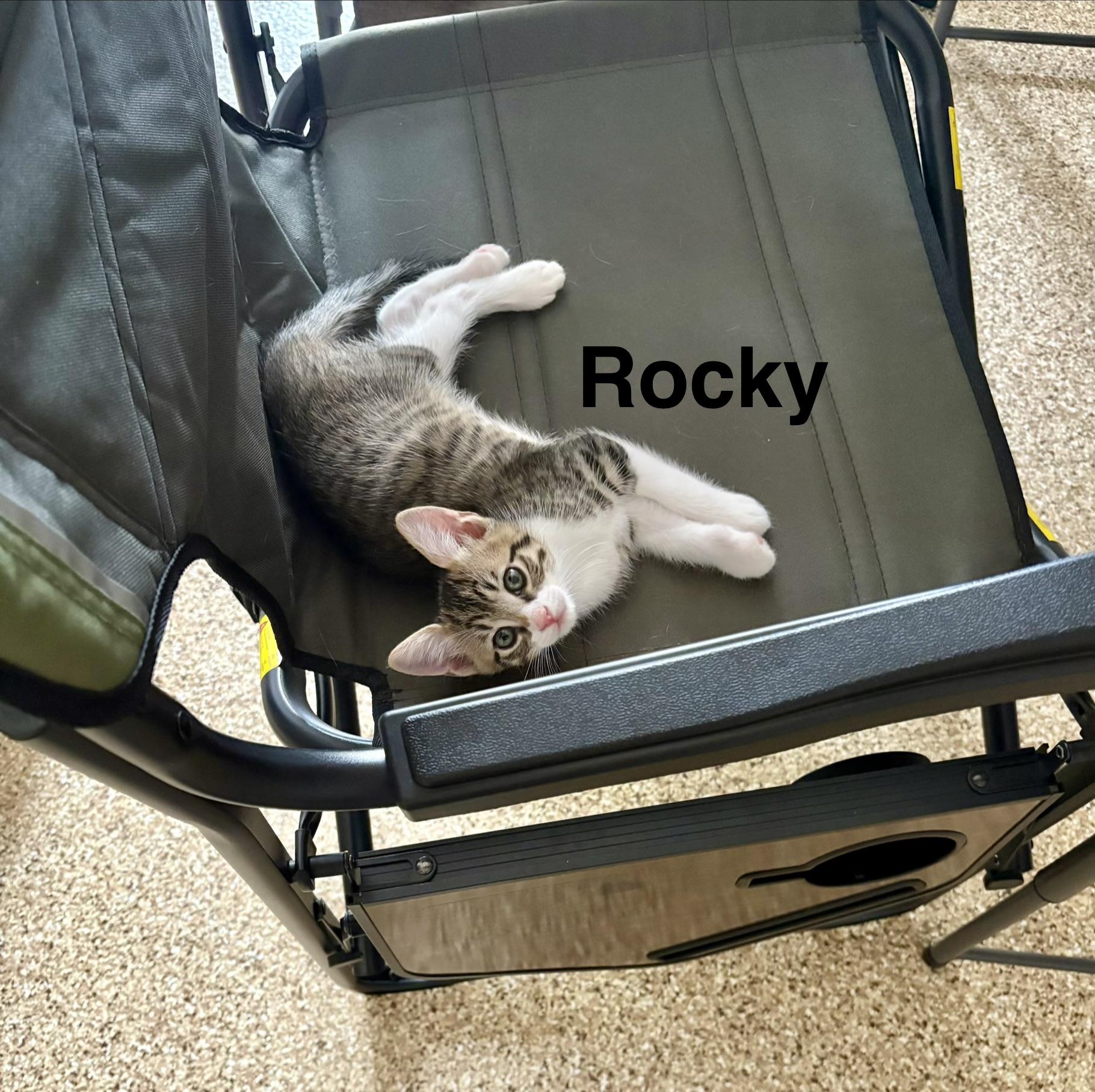Enlarge Rocky, an adopted Tabby in Queen Creek, AZ image 3/3