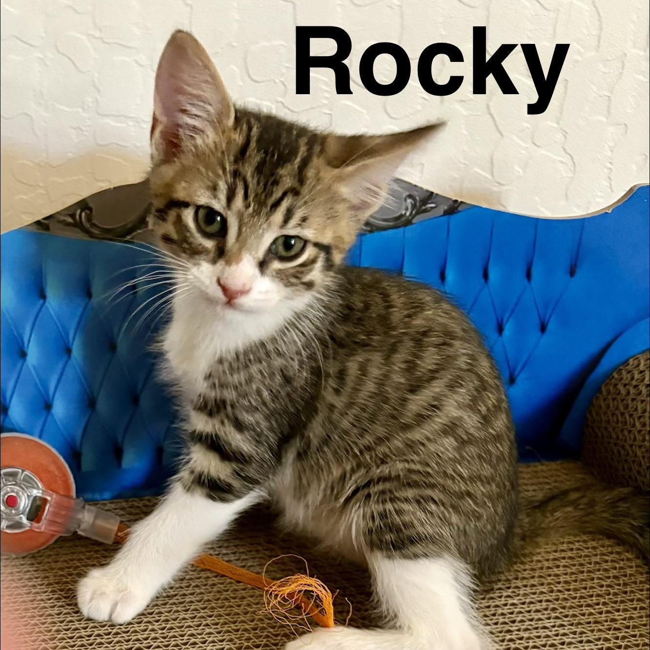 Rocky, adopted, Kitten Male Tabby.