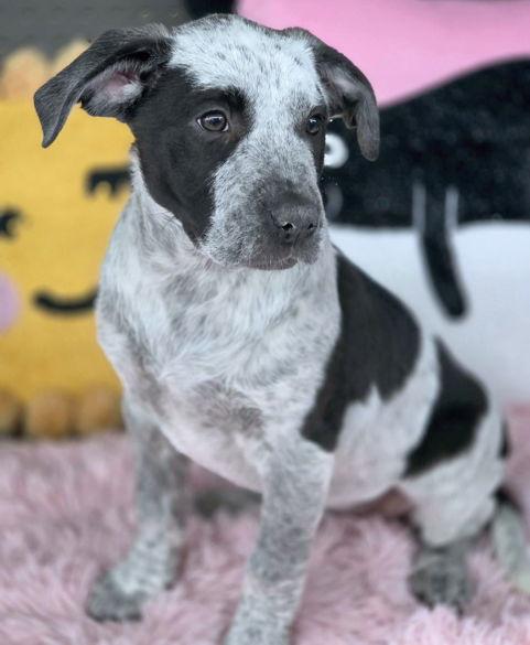 Piglet, Adoptable, Puppy Female Australian Cattle Dog / Blue Heeler & Pit Bull Terrier.
