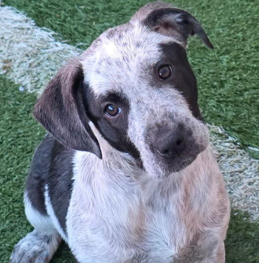 Piglet, a Adoptable mixed breed in Anaheim Hills, CA image 2/3