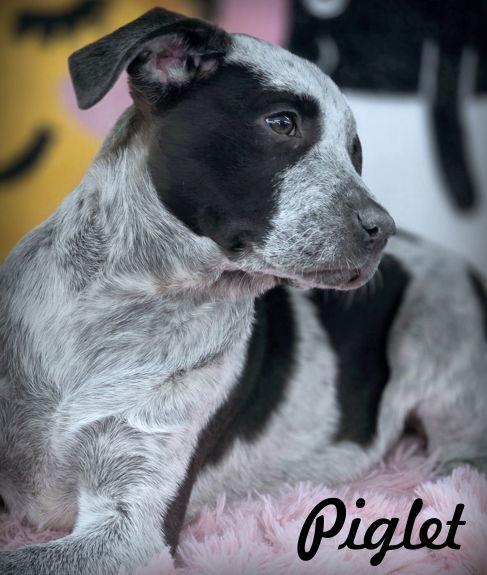 Piglet, a Adoptable mixed breed in Anaheim Hills, CA image 3/3