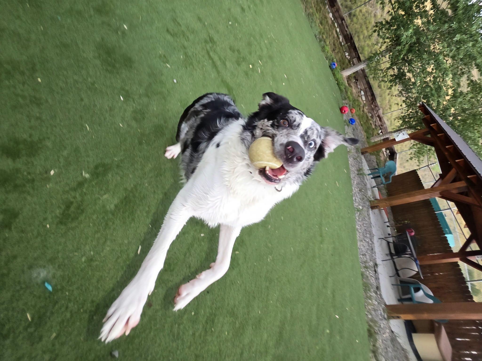 Enlarge Rambo, a Adoptable mixed breed in Jackson, WY image 4/4