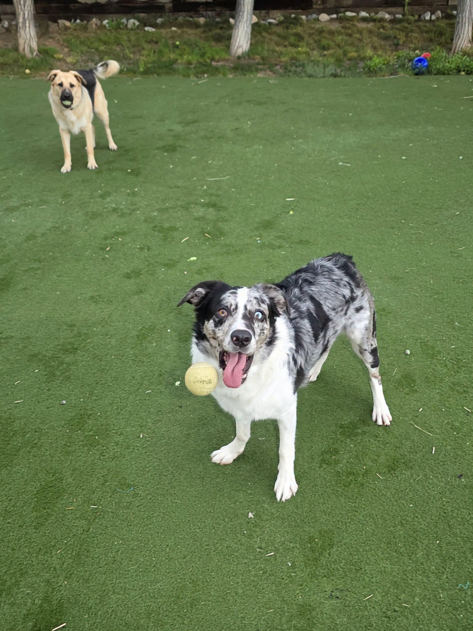 Enlarge Rambo, a Adoptable mixed breed in Jackson, WY image 3/4