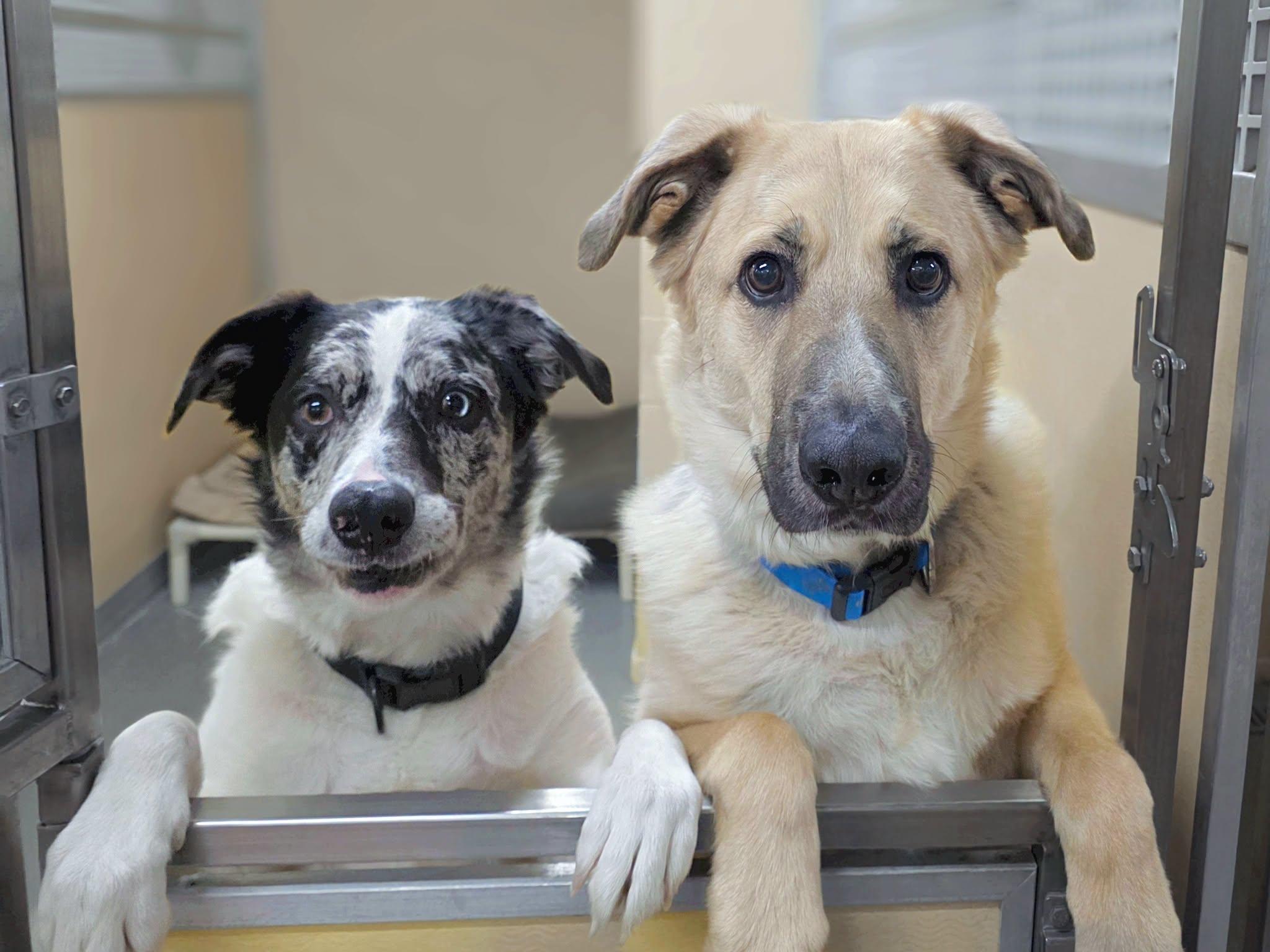 Enlarge Rambo, a Adoptable mixed breed in Jackson, WY image 2/4