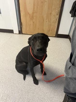 Enlarge Magic, an adopted mixed breed in Roseburg, OR image 1/1