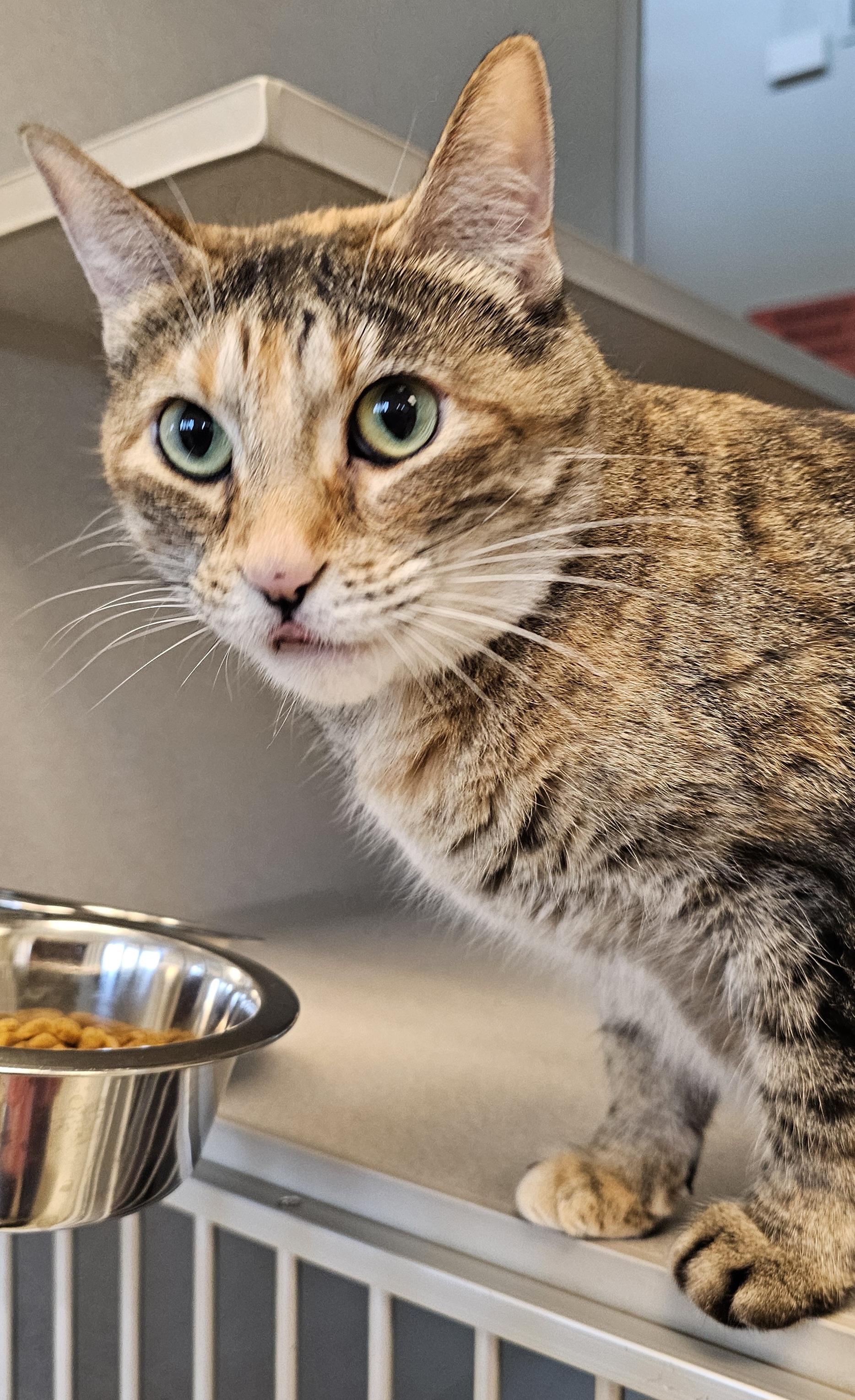 Enlarge Luna, a Adoptable Domestic Short Hair in Cedar Rapids, IA image 4/4