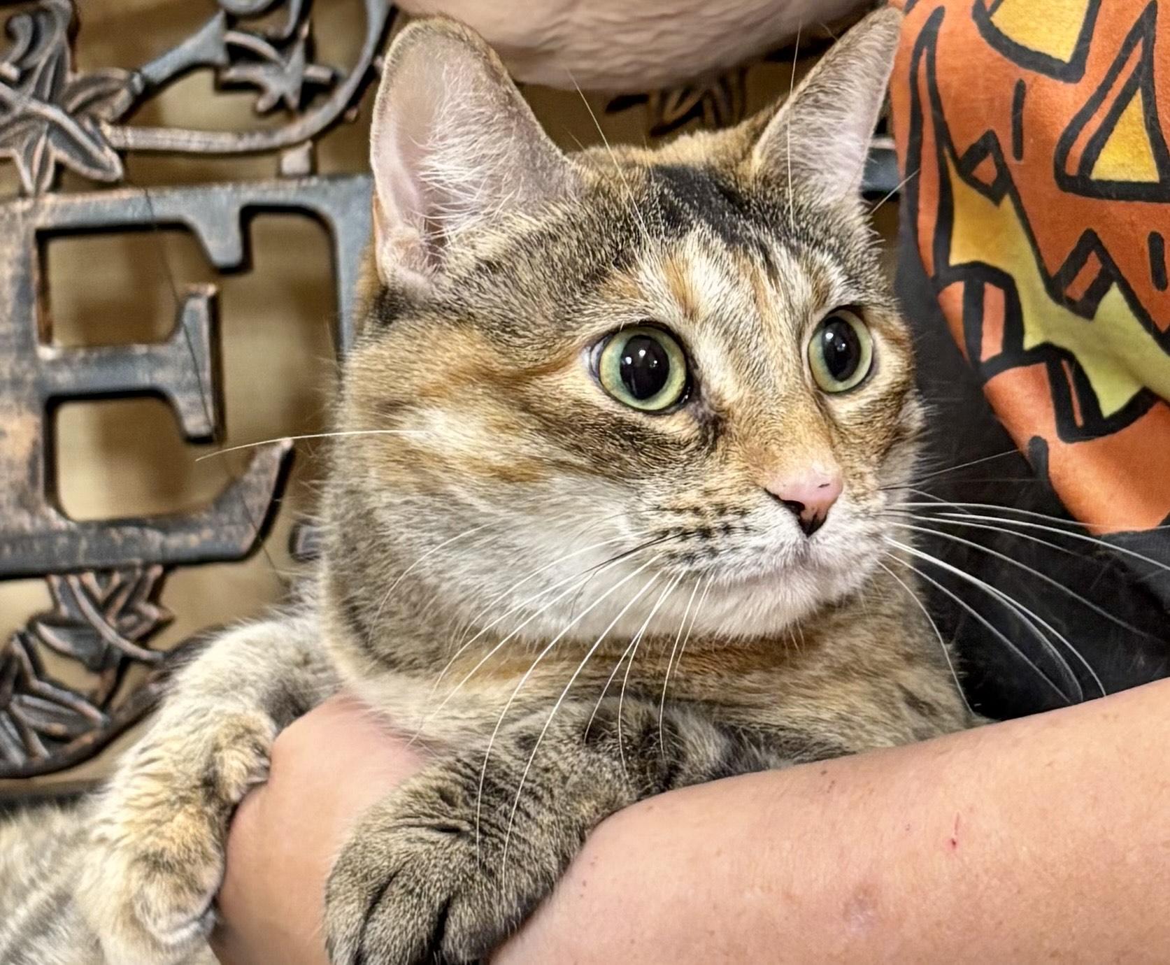 Enlarge Luna, a Adoptable Domestic Short Hair in Cedar Rapids, IA image 2/4