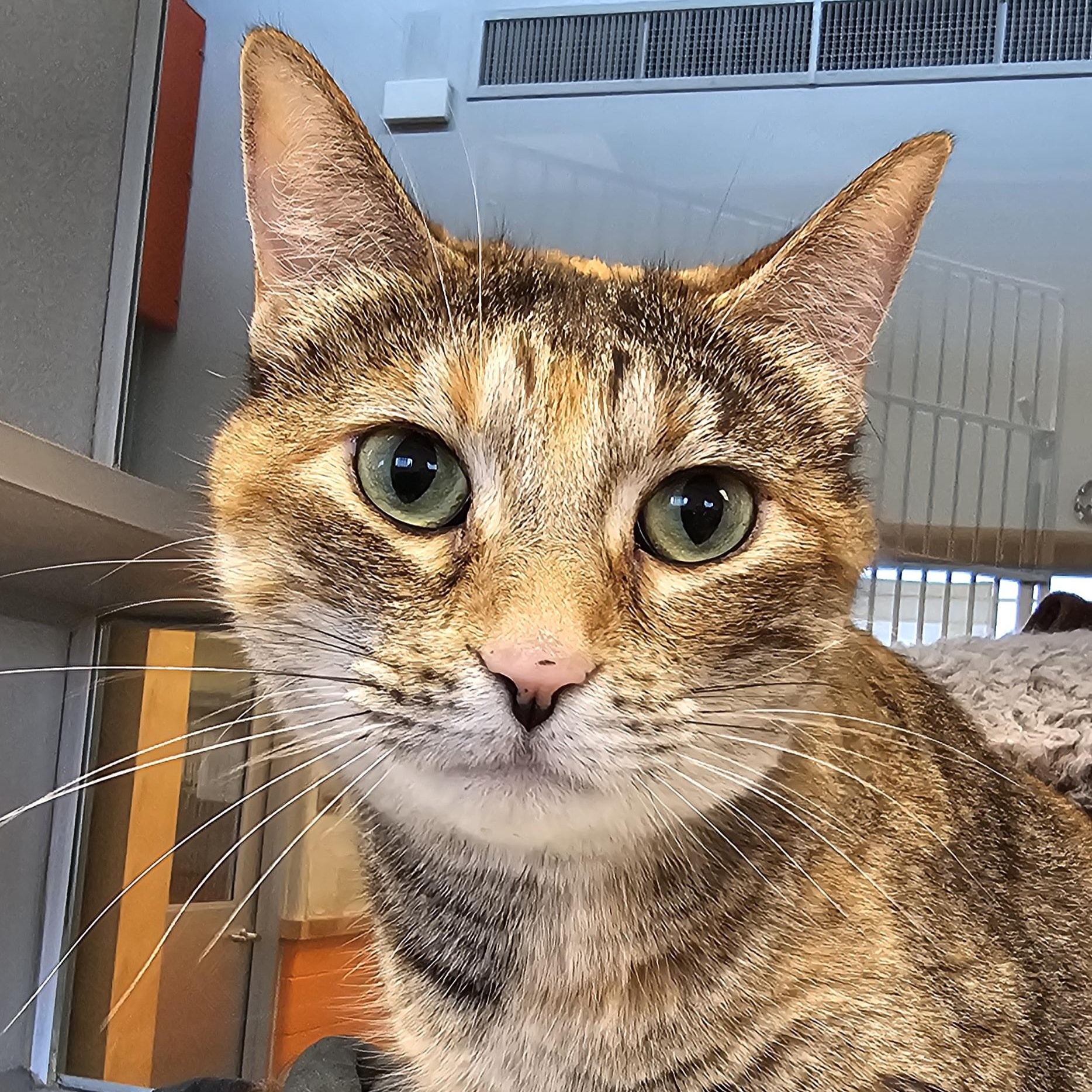 Luna, Adoptable, Adult Female Domestic Short Hair.