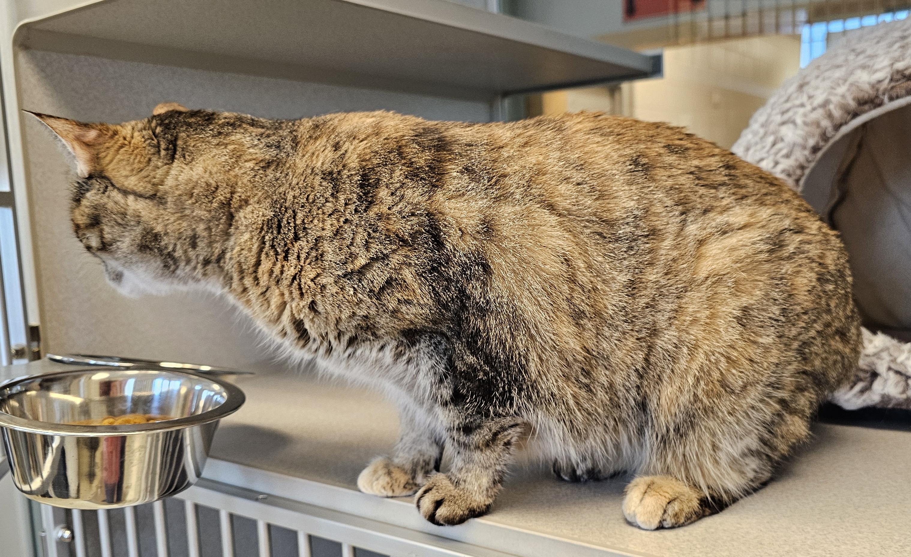 Enlarge Luna, a Adoptable Domestic Short Hair in Cedar Rapids, IA image 3/4