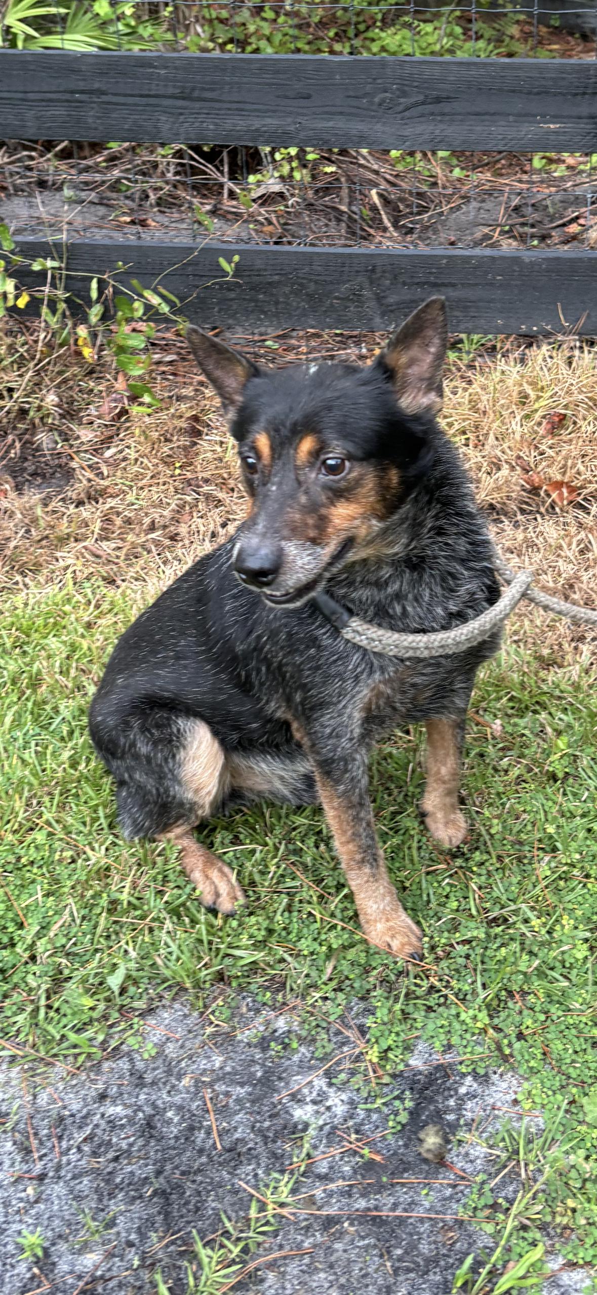 Wrangler, Adult Male Australian Cattle Dog / Blue Heeler