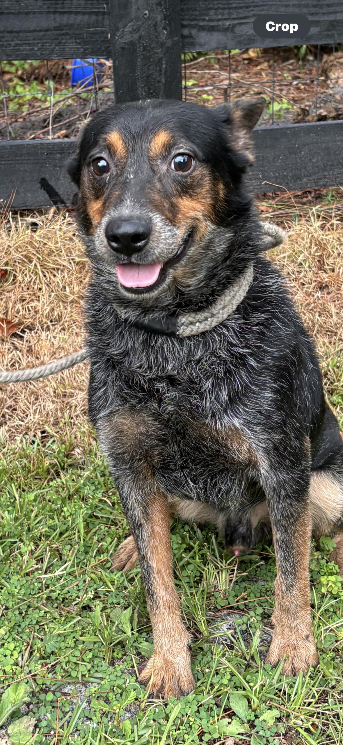 Wrangler, a Adoptable Australian Cattle Dog / Blue Heeler in Oviedo, FL image 2/2