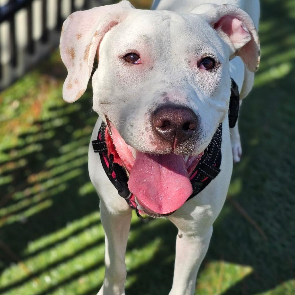 Juno, Adoptable, Young Female Mixed Breed.
