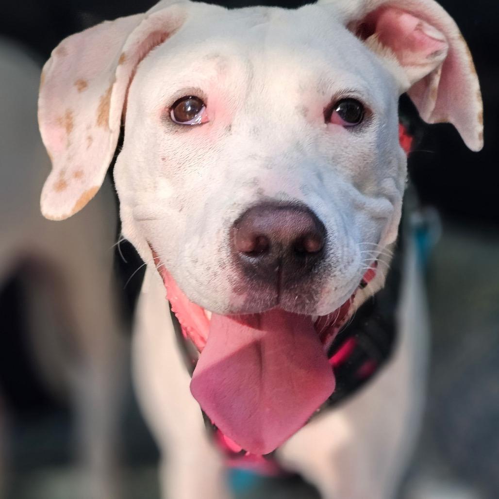 Enlarge Juno, a Adoptable Mixed Breed in Myrtle Beach, SC image 2/5