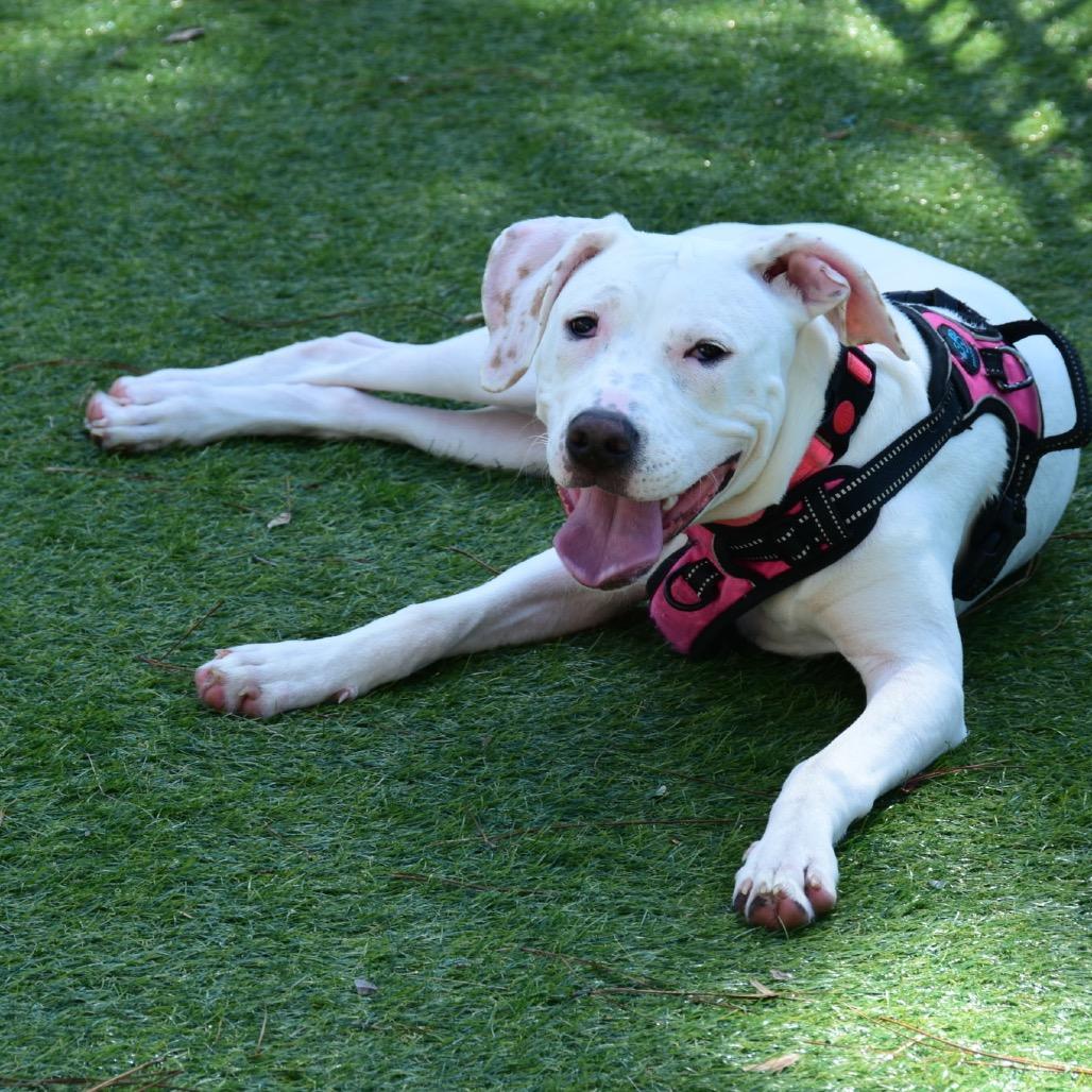 Enlarge Juno, a Adoptable Mixed Breed in Myrtle Beach, SC image 3/5
