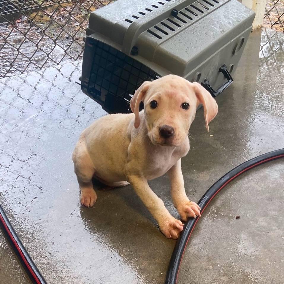Juno, Adoptable, Puppy Female Mixed Breed.