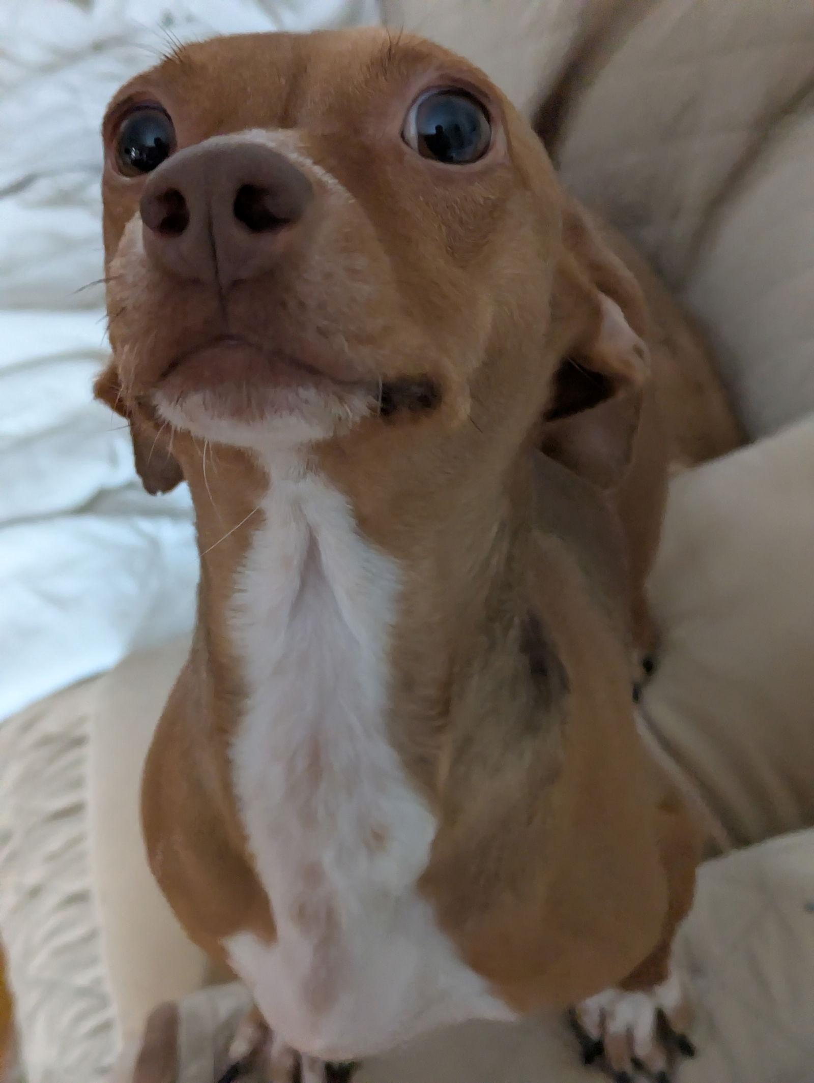 Enlarge Munch, a Adopted Chihuahua in PITTSBURGH, PA image 1/3