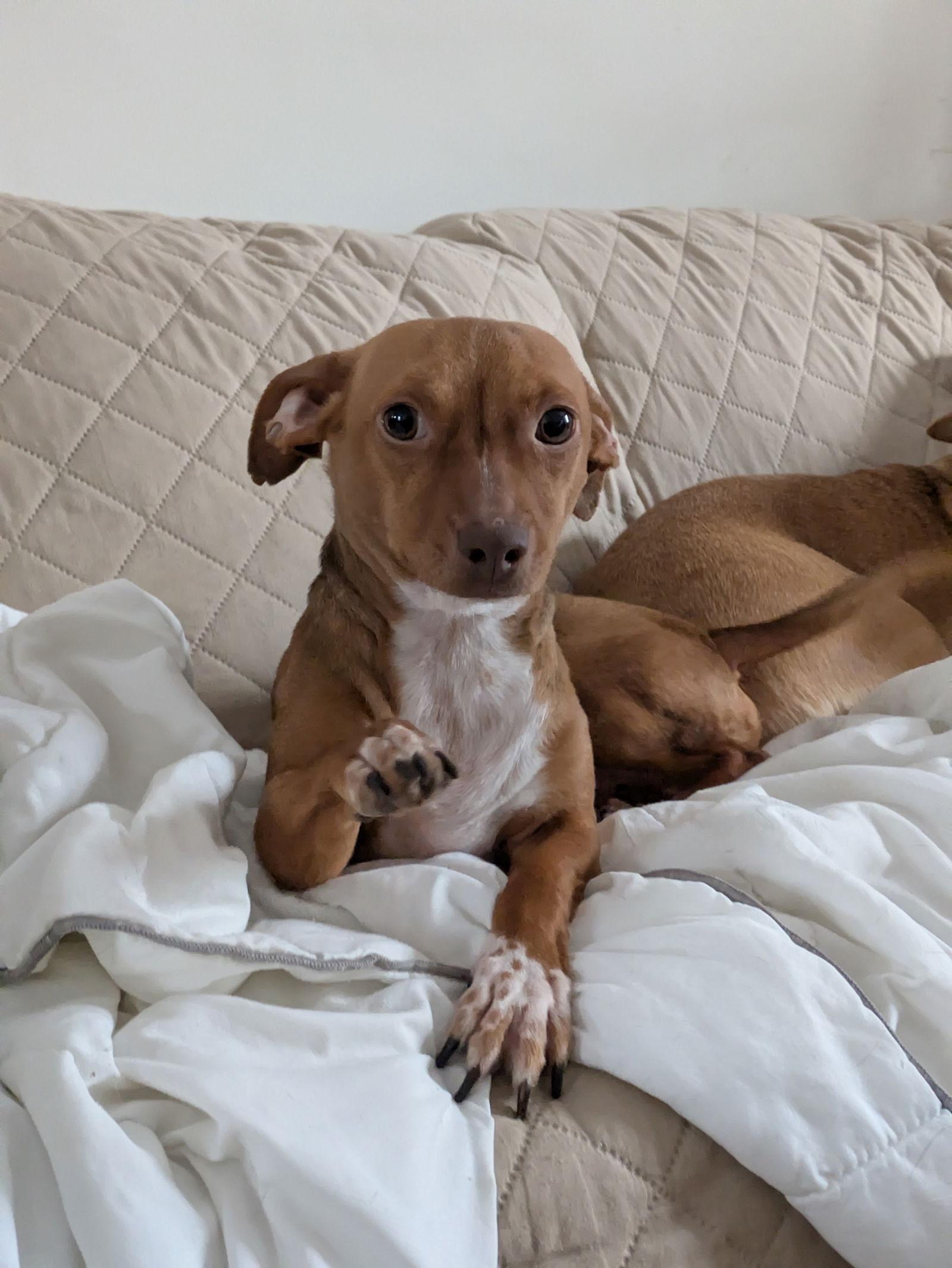 Enlarge Munch, a Adopted Chihuahua in PITTSBURGH, PA image 2/3