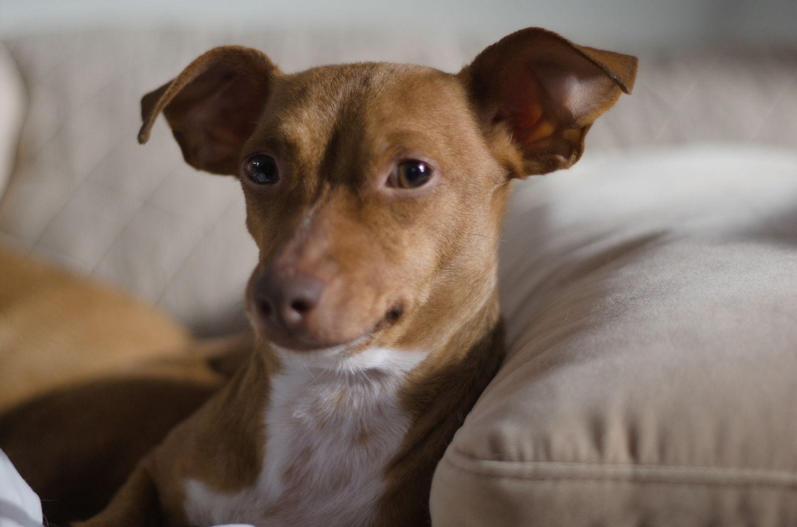 Enlarge Munch, a Adopted Chihuahua in PITTSBURGH, PA image 3/3