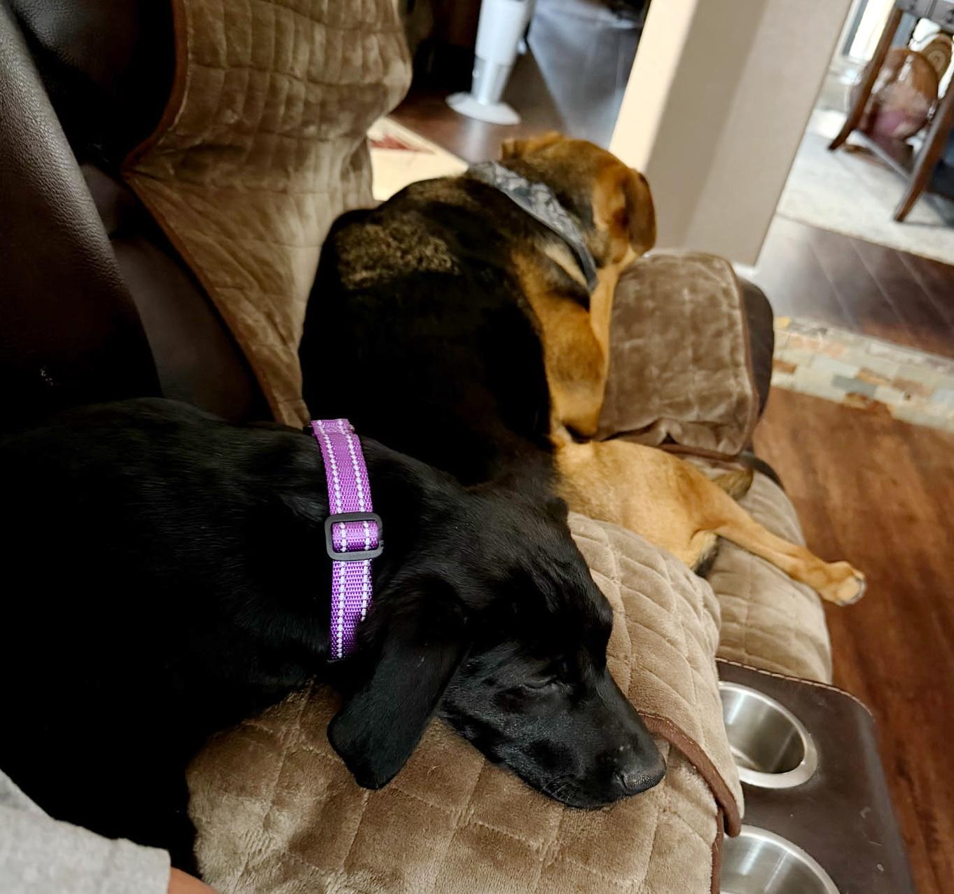 Enlarge Willow, an adopted mixed breed in Bulverde, TX image 4/5