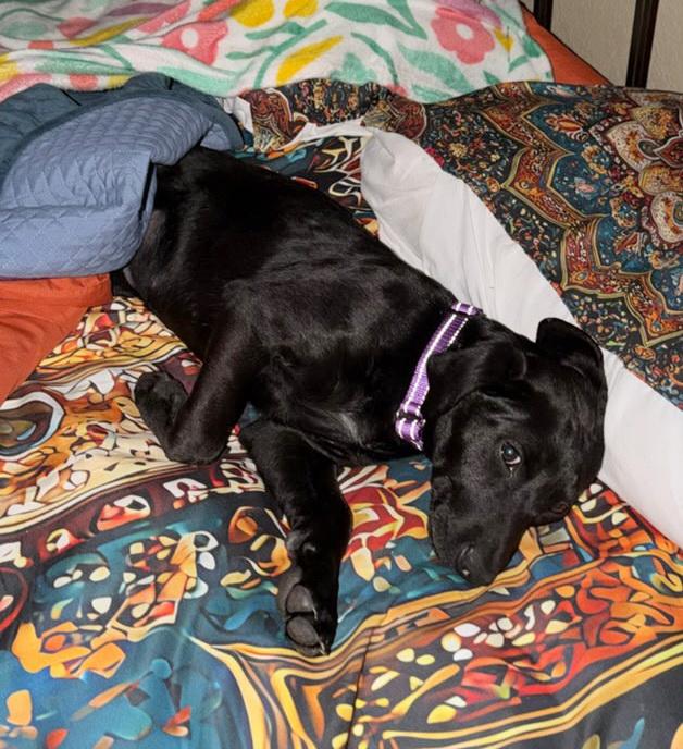 Enlarge Willow, an adopted mixed breed in Bulverde, TX image 5/5