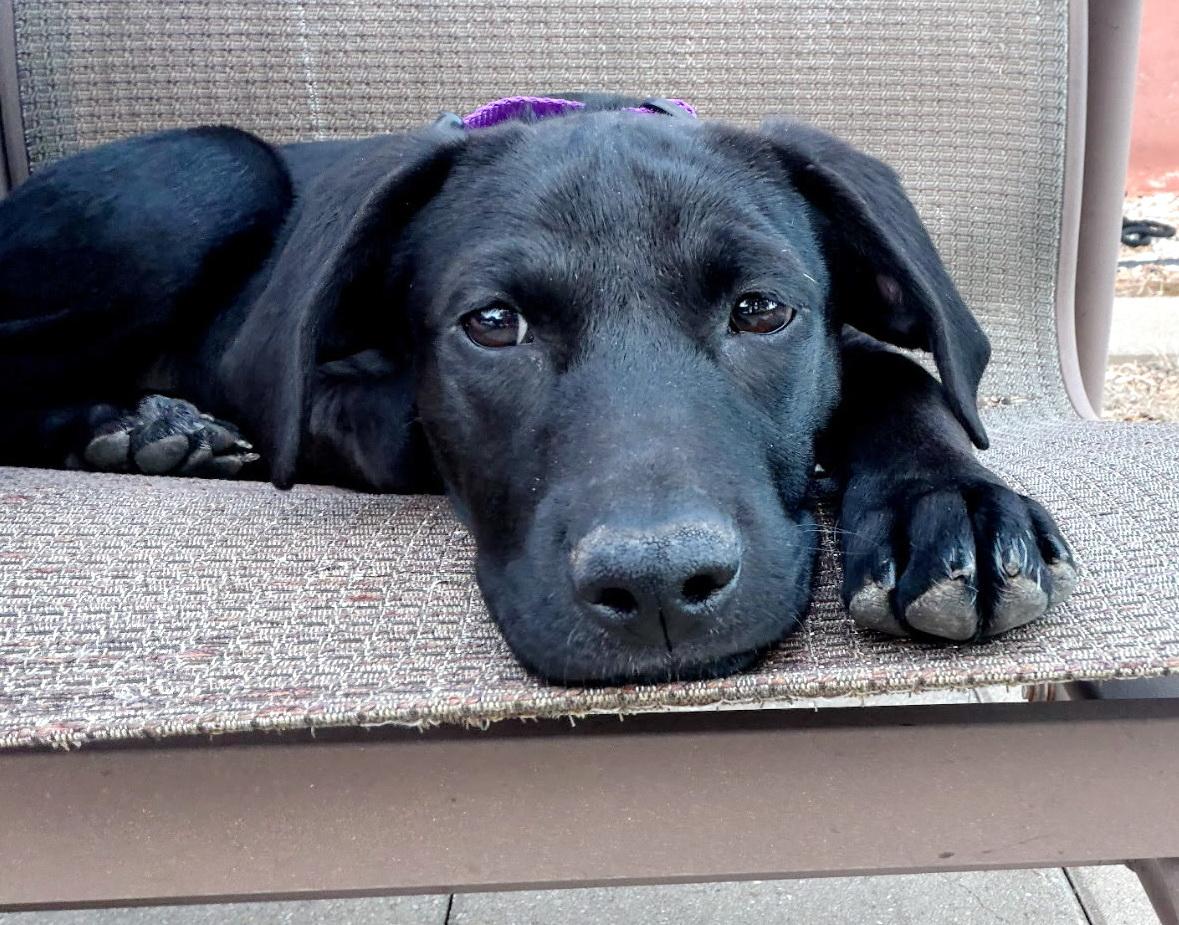 Willow, adopted, Puppy Female Labrador Retriever.
