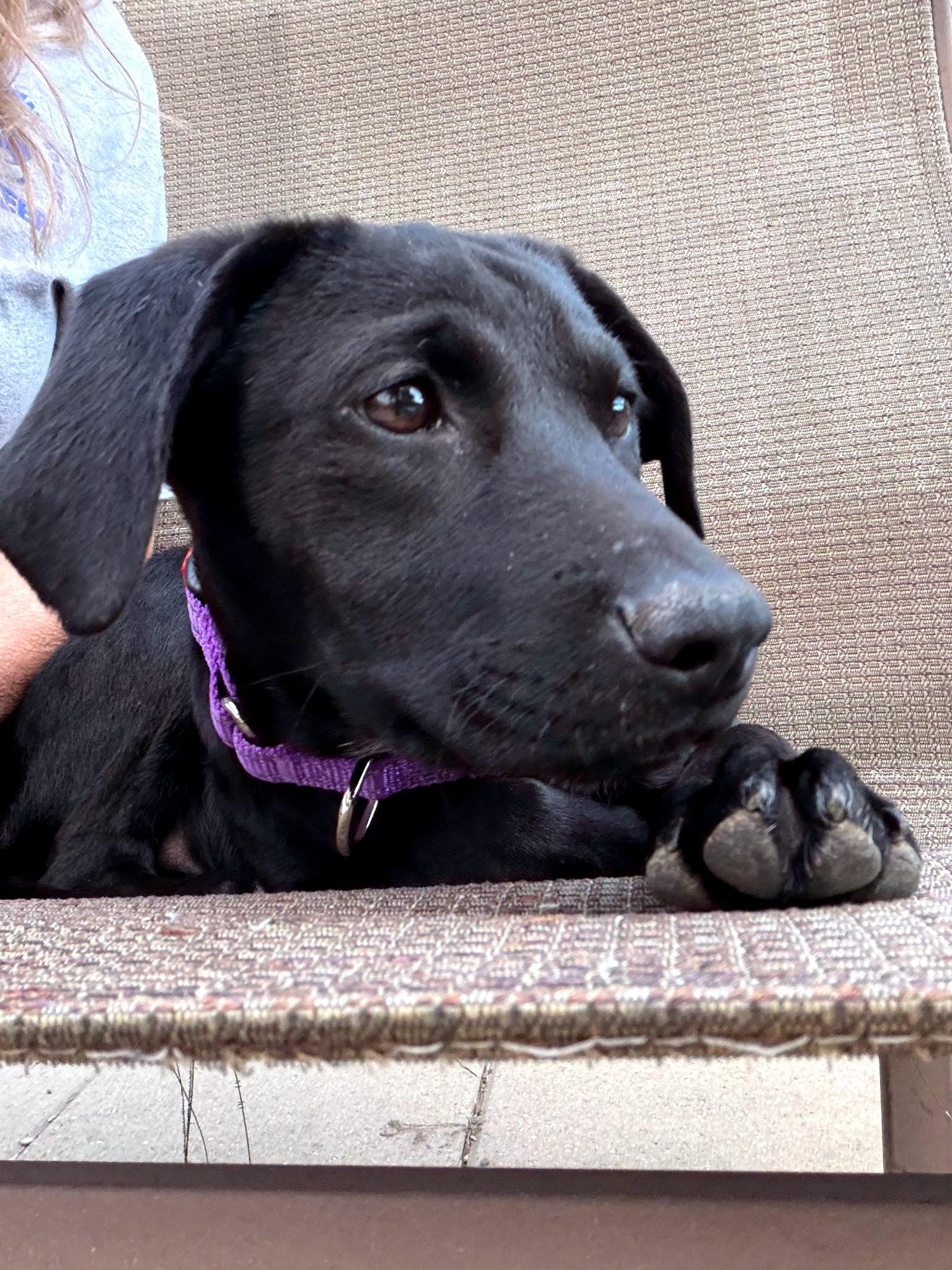 Enlarge Willow, an adopted mixed breed in Bulverde, TX image 3/5