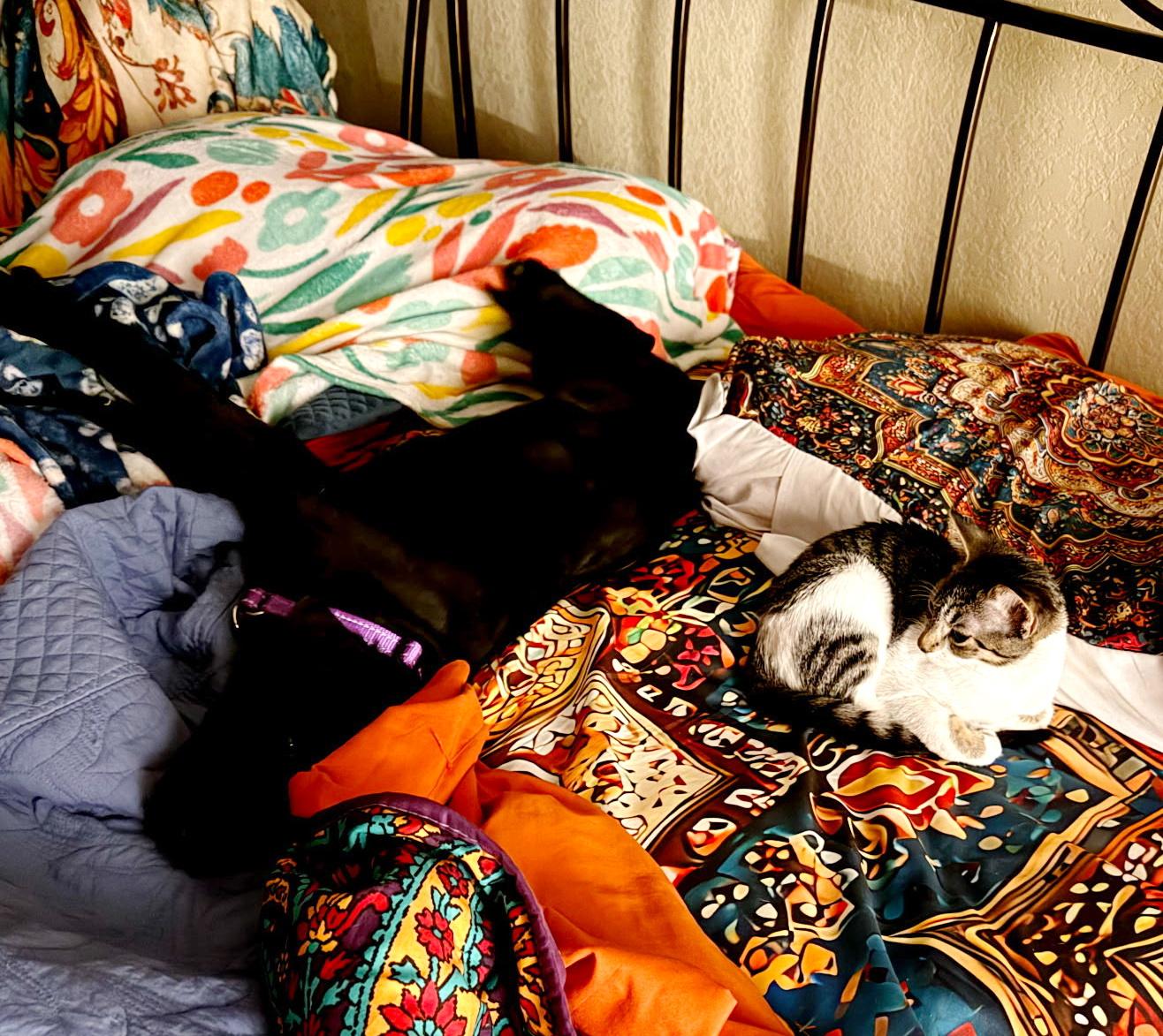 Enlarge Willow, an adopted mixed breed in Bulverde, TX image 2/5