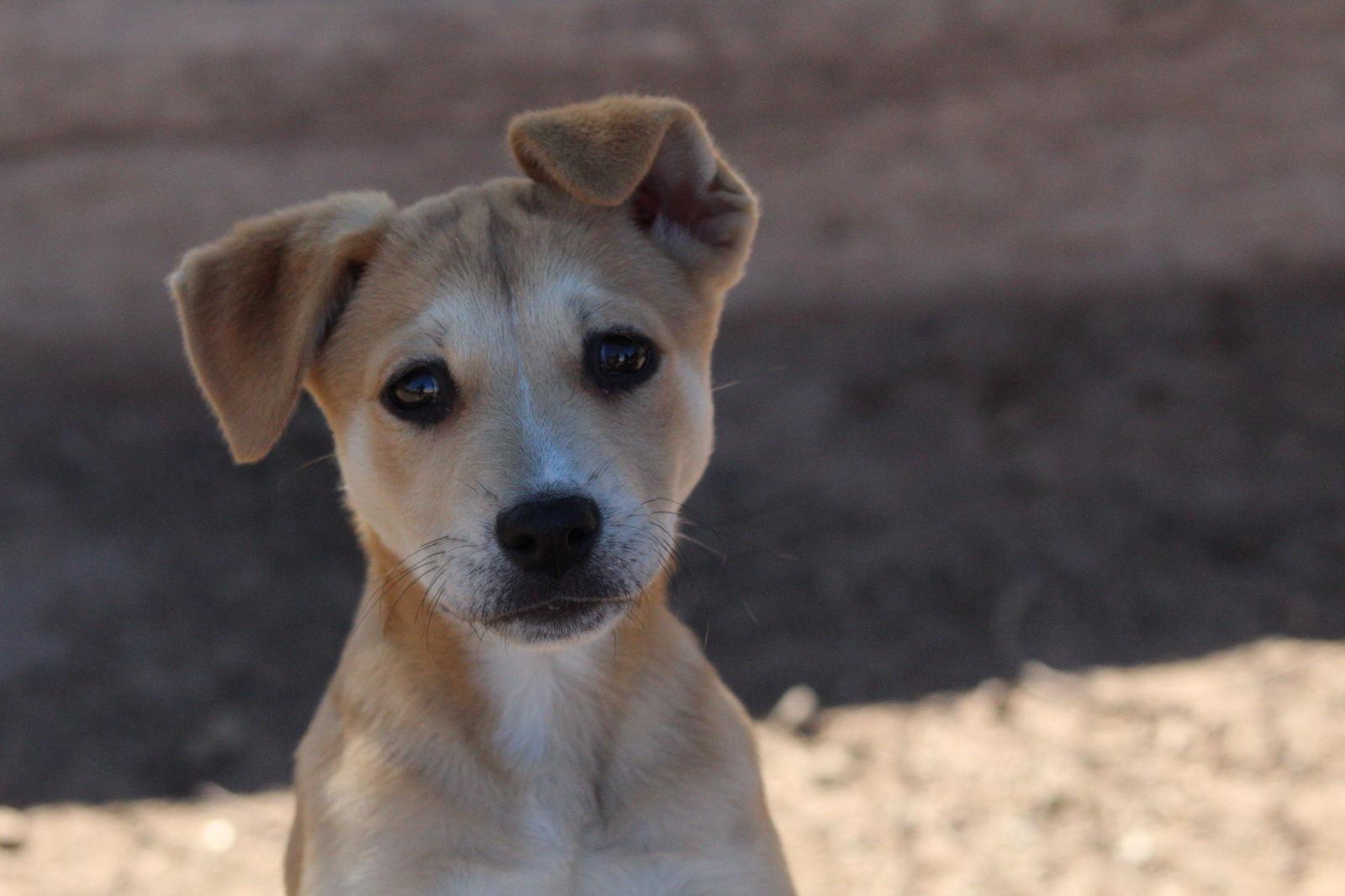 Enlarge Avery, a Adopted Shepherd in El Centro, CA image 1/1