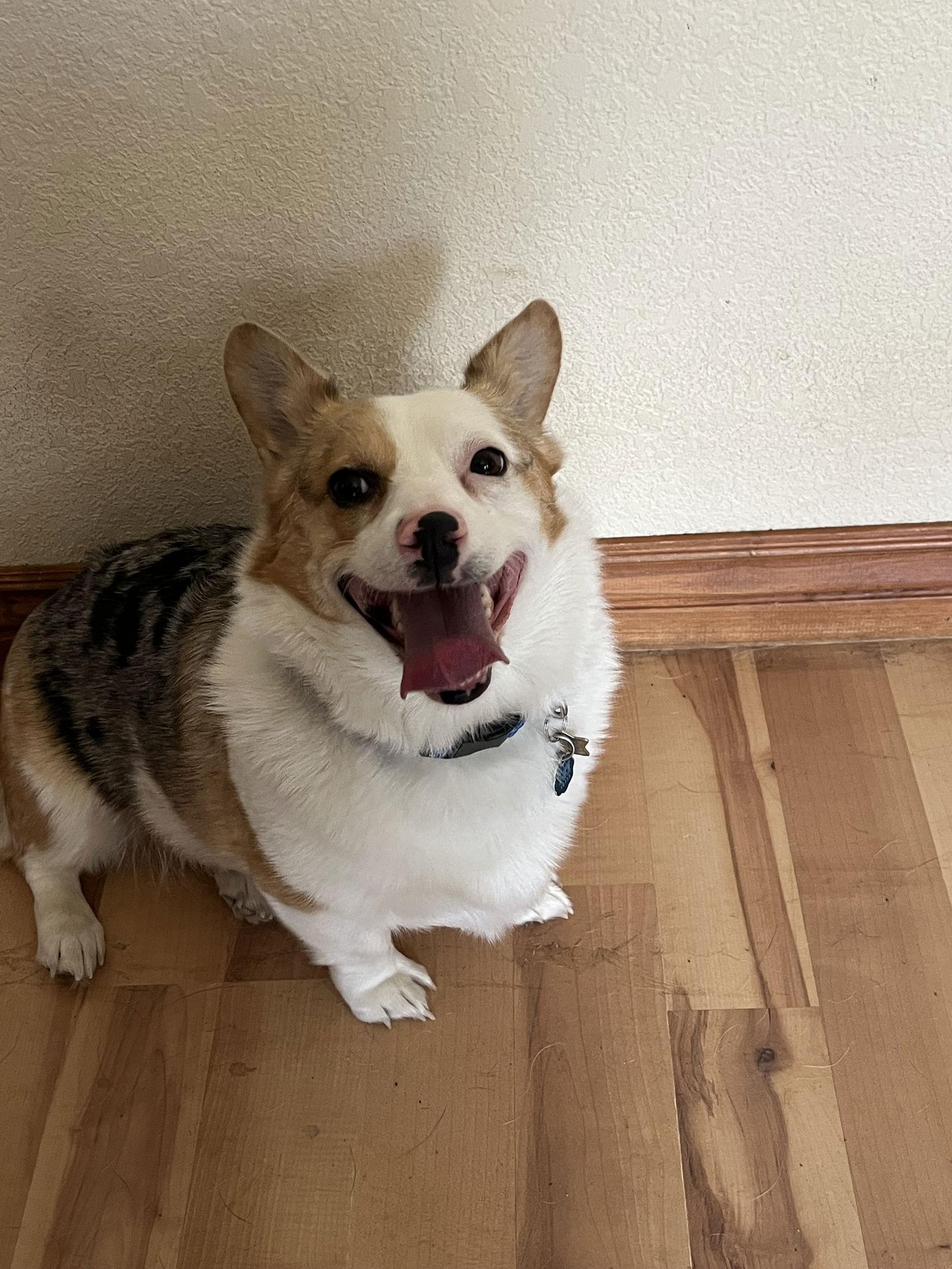 Enlarge Pixel, a Adoptable Corgi in Denver, CO image 1/3