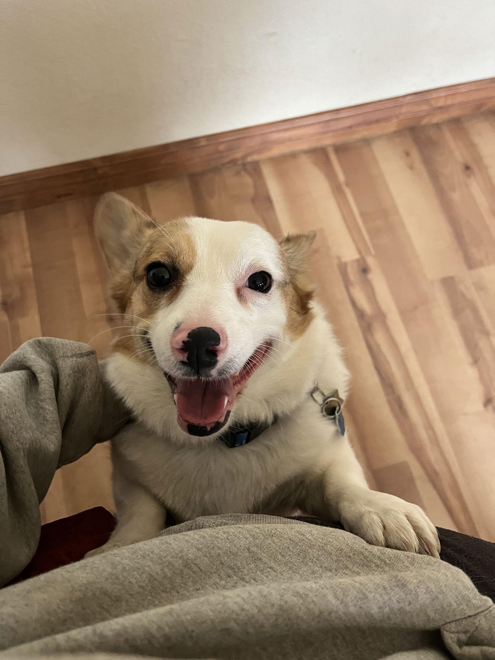 Enlarge Pixel, a Adoptable Corgi in Denver, CO image 2/3