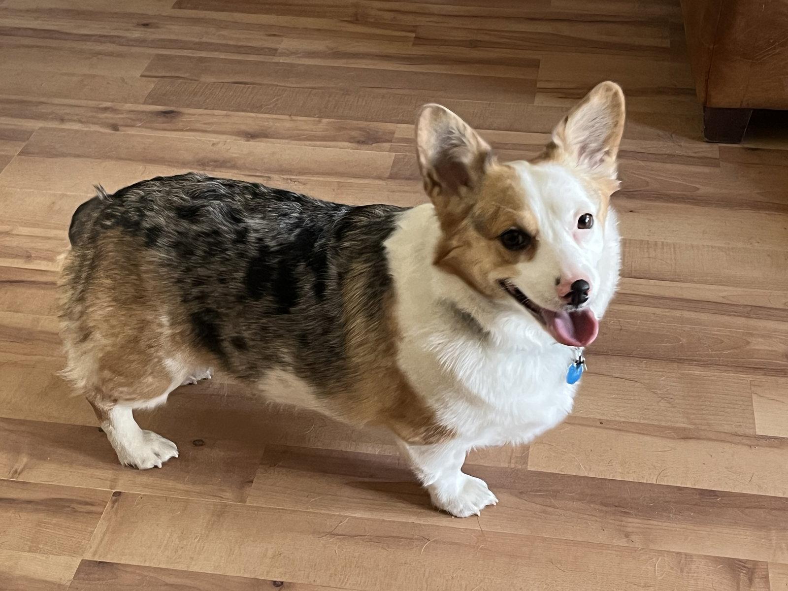 Enlarge Pixel, a Adoptable Corgi in Denver, CO image 3/3