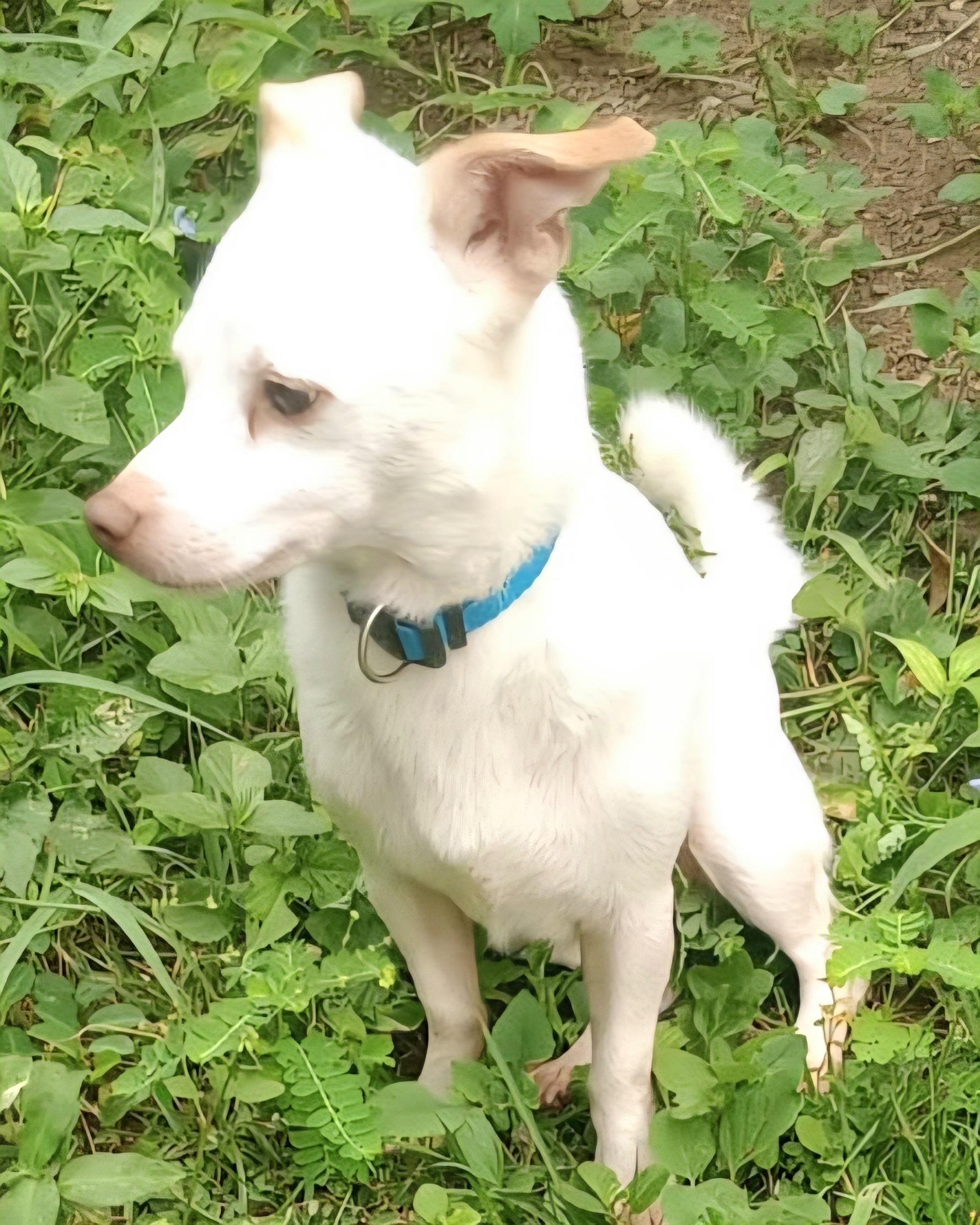 Polo "your Best Buddy." thumbnail 6