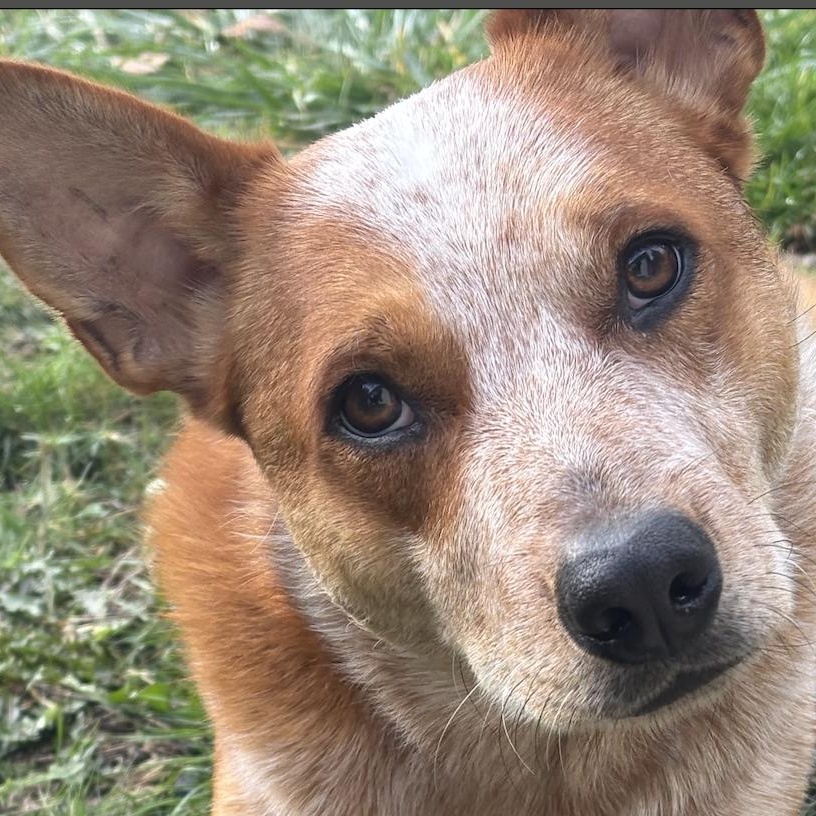 Elmo (Pierce County WA)