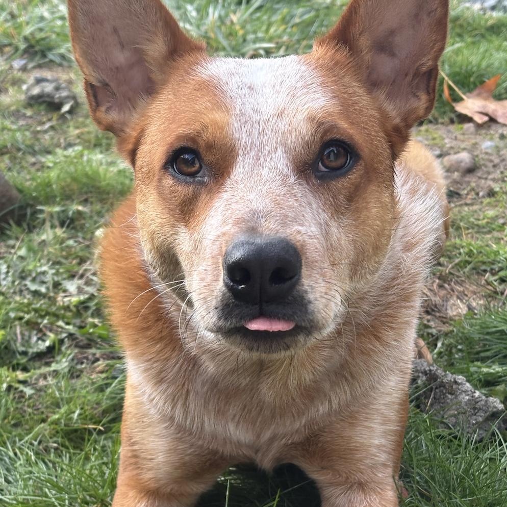 Elmo (Pierce County WA)