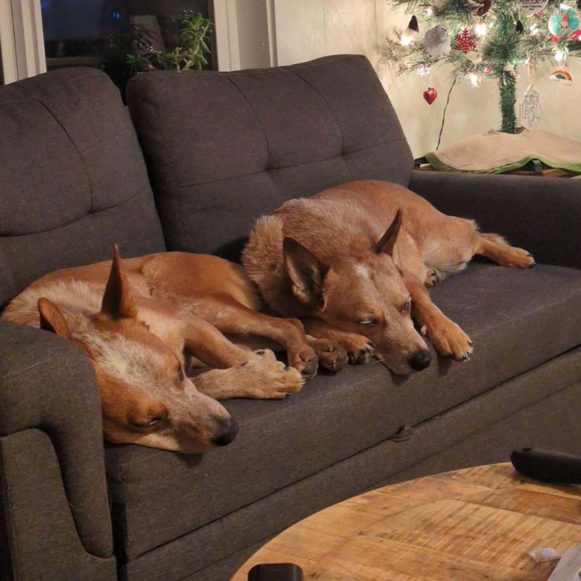 Enlarge Elmo (Pierce County WA), a Adoptable mixed breed in Mount Vernon, WA image 6/6