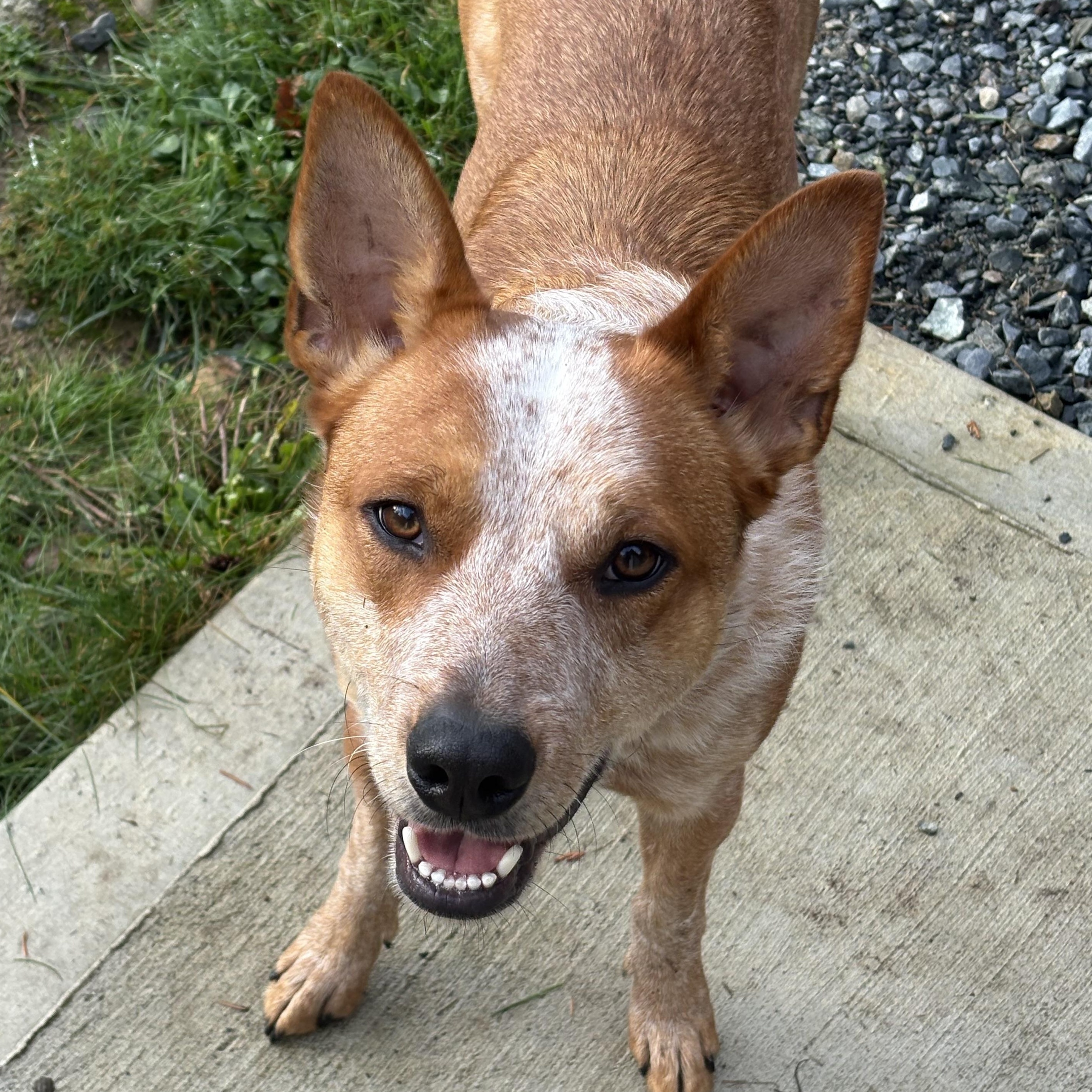 Elmo (Pierce County WA), Adoptable, Adult Male Australian Cattle Dog / Blue Heeler & Cattle Dog.
