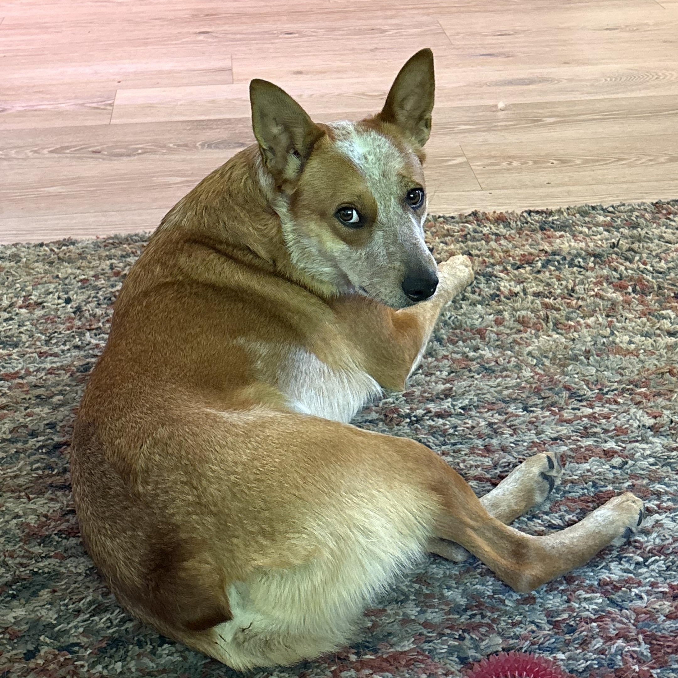 Enlarge Elmo (Pierce County WA), a Adoptable mixed breed in Mount Vernon, WA image 3/6