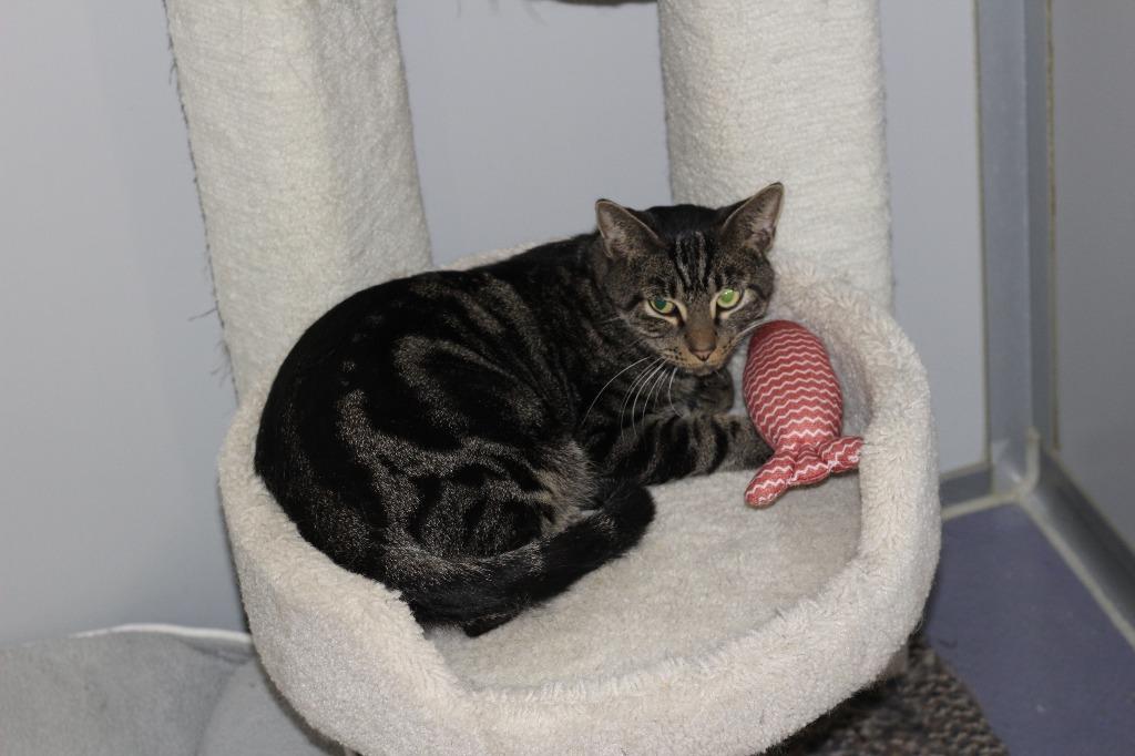 Enlarge Argo, a Adoptable mixed breed in Rockford, IL image 1/3