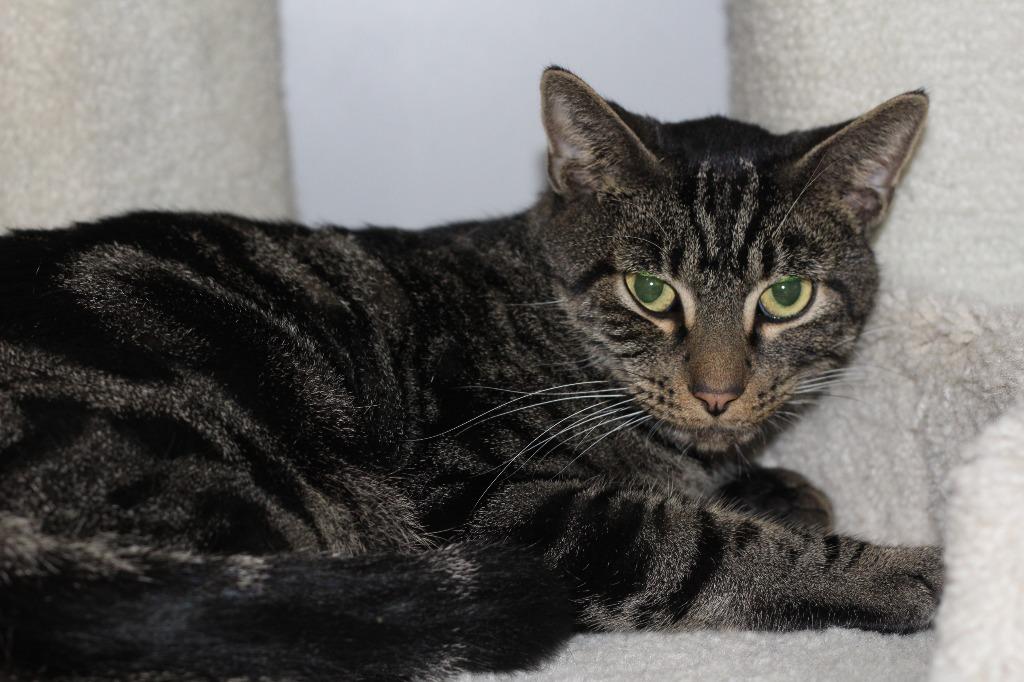 Argo, a Adoptable mixed breed in Rockford, IL image 1/3