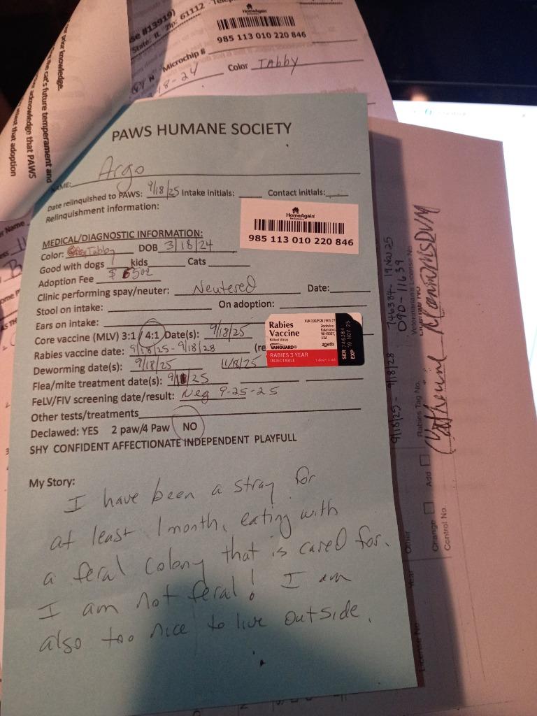 Argo, a Adopted mixed breed in Rockford, IL image 4/6