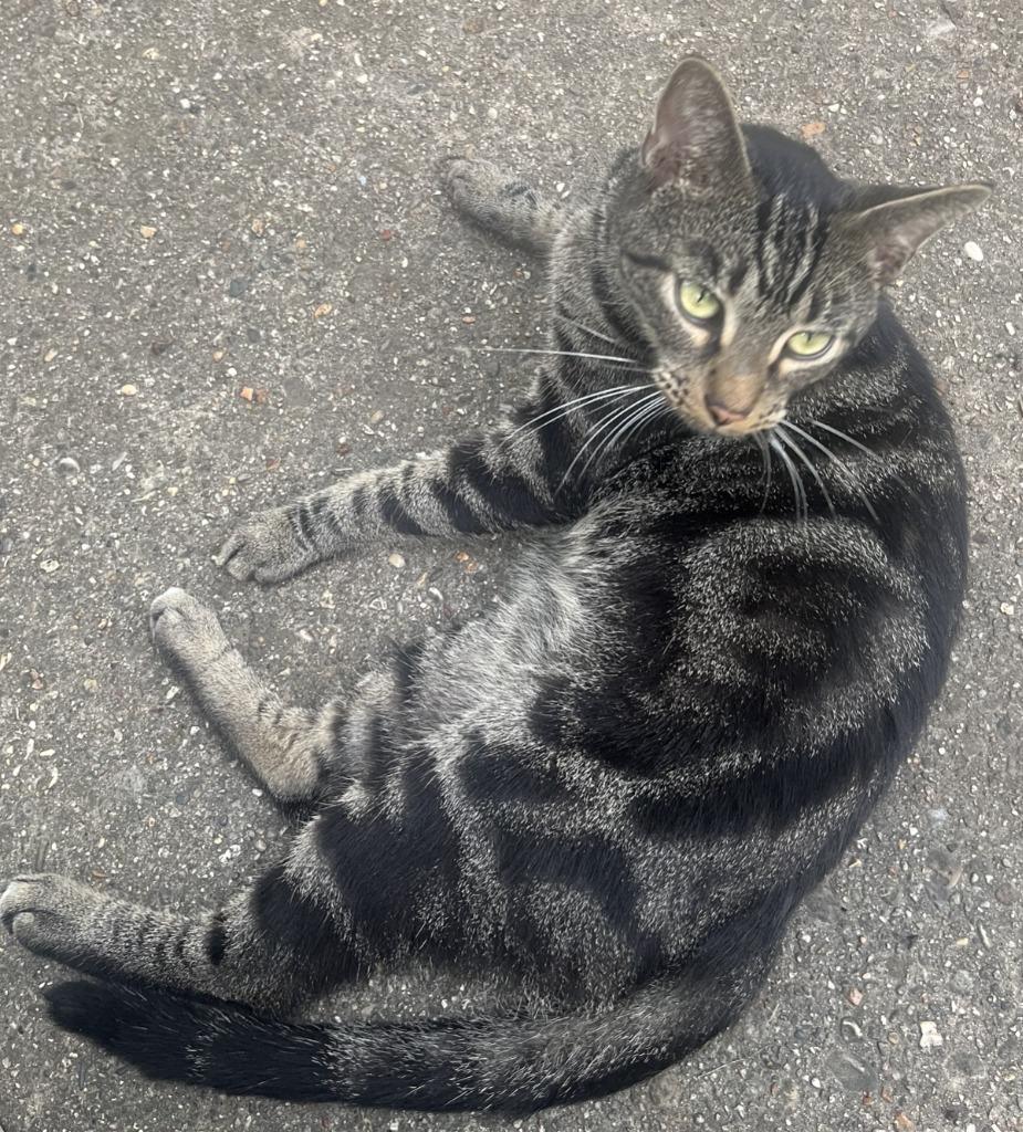 Argo, a Adoptable mixed breed in Rockford, IL image 2/3