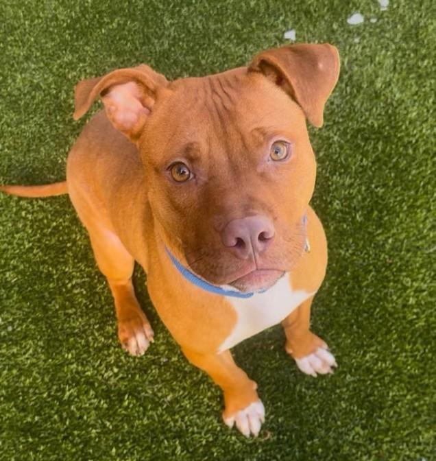 Enlarge MALDIVES, a Adoptable Pit Bull Terrier in Toledo, OH image 1/1