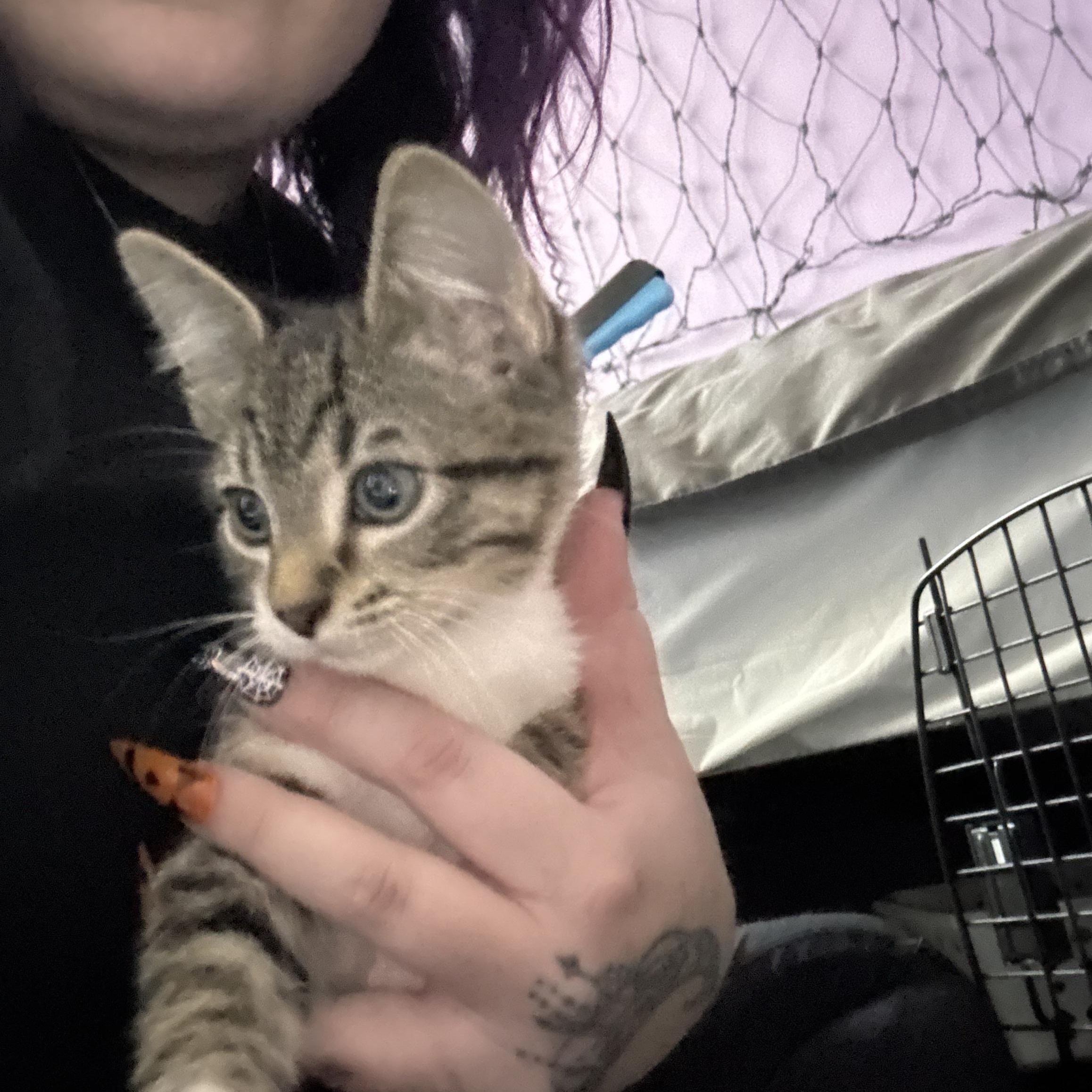 Enlarge Dean, a Adoptable Domestic Short Hair in Aurora, CO image 2/4