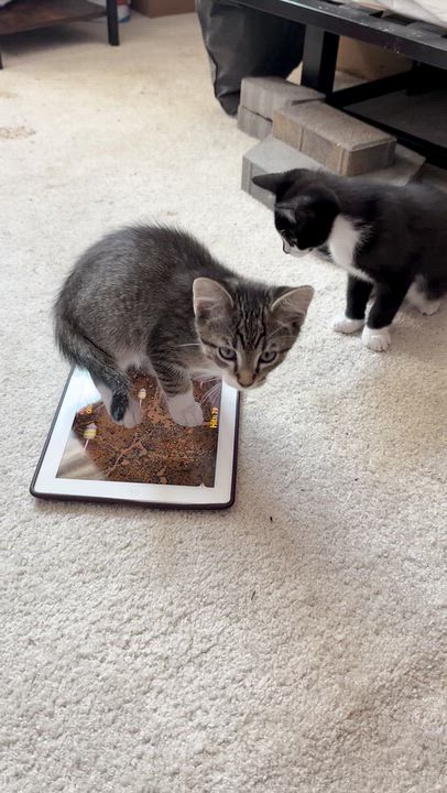 Enlarge Dean, a Adoptable Domestic Short Hair in Aurora, CO video 4/4