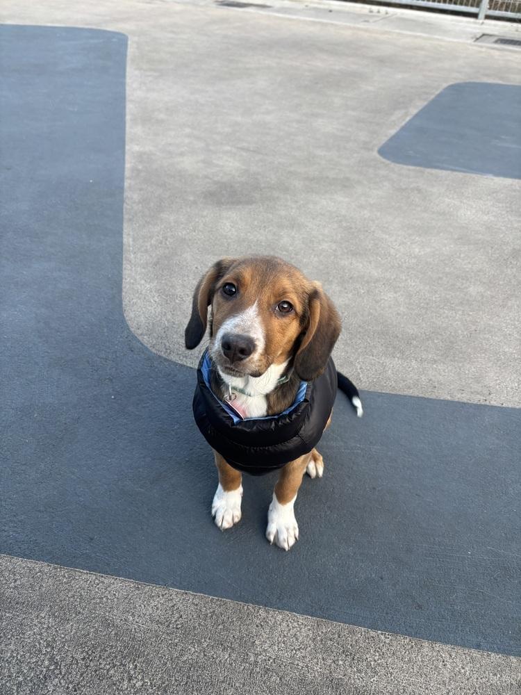 Calypso, Adoptable, Puppy Male Beagle & Australian Shepherd.