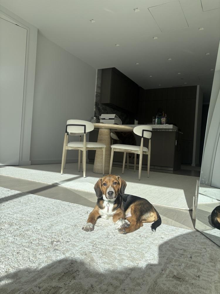 Calypso, a Adoptable mixed breed in Manhattan, NY image 2/2