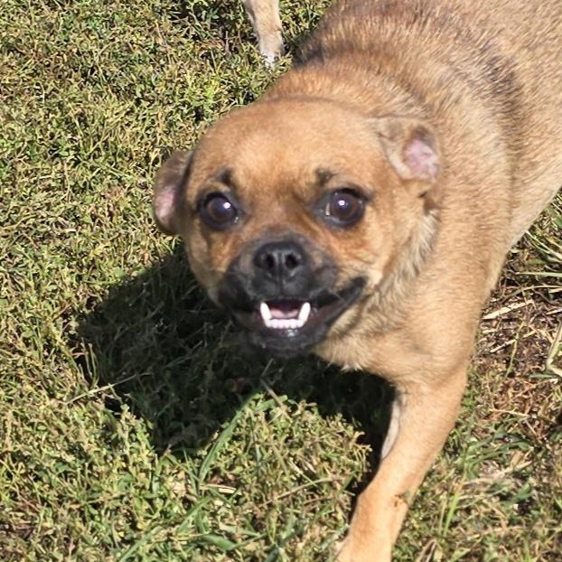 Enlarge Pepperoni, a Adoptable mixed breed in Terre Haute, IN image 2/5